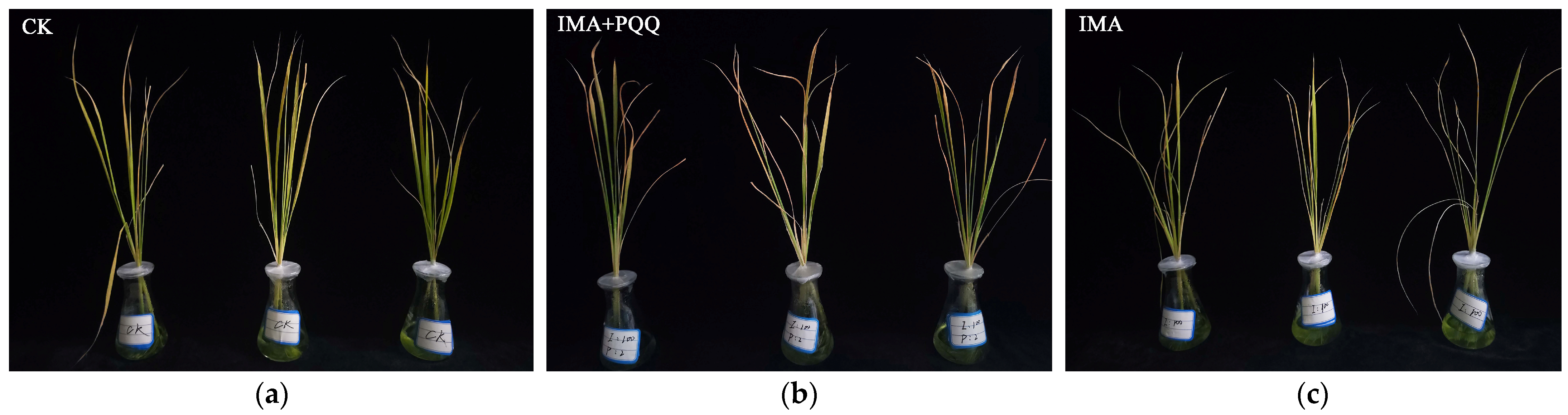 Agronomy 14 01572 g001 Agronomy 14 01572 g001