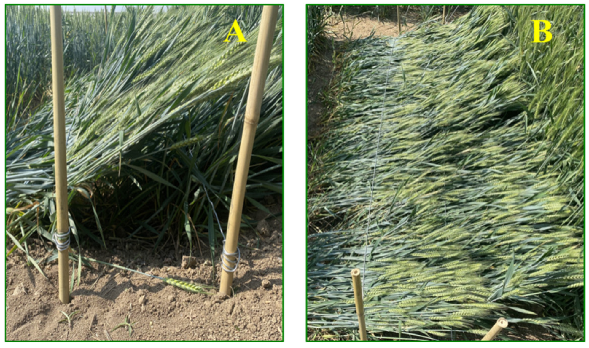 Agronomy 14 01574 g002