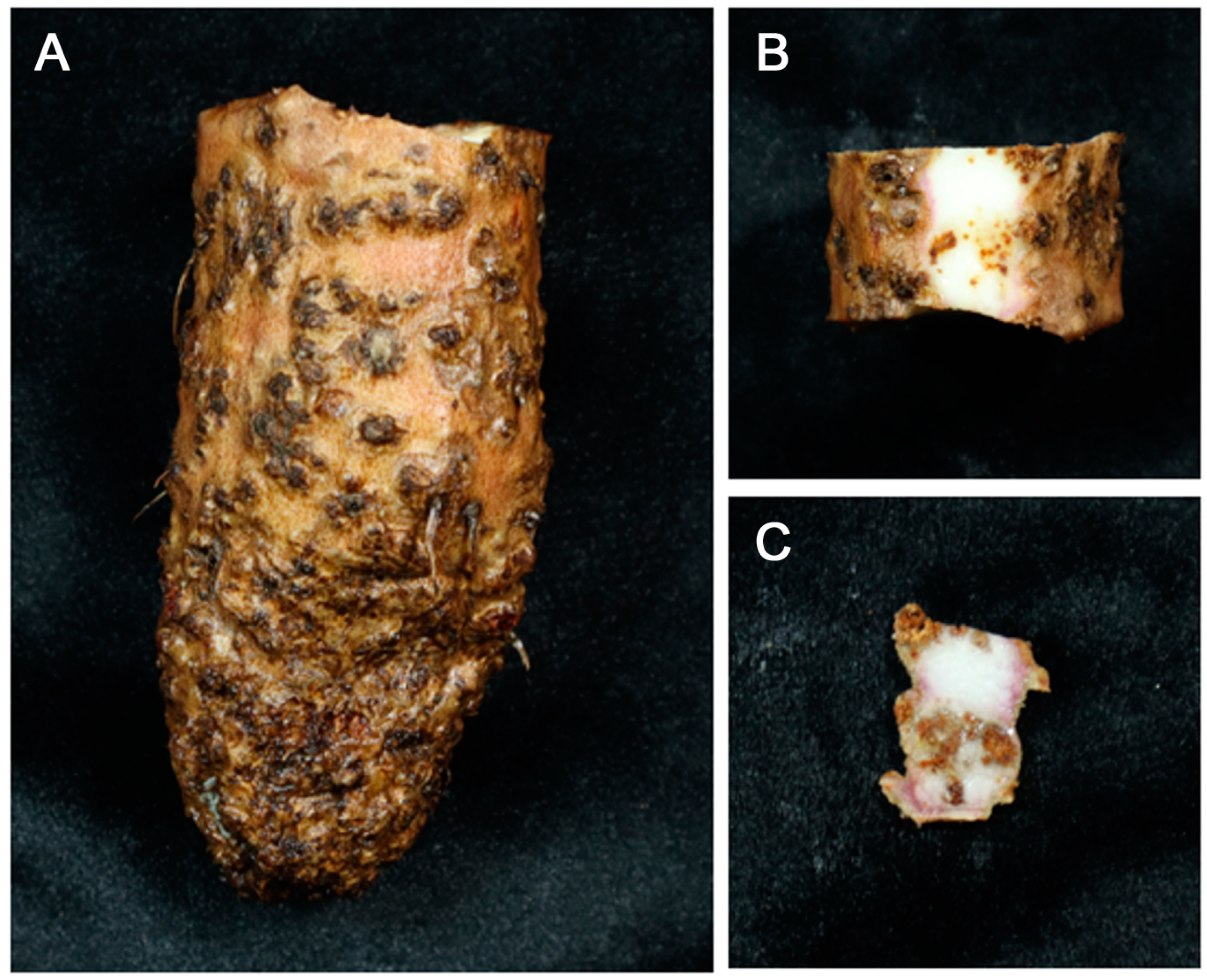 Agronomy 14 01575 g003 Agronomy 14 01575 g003
