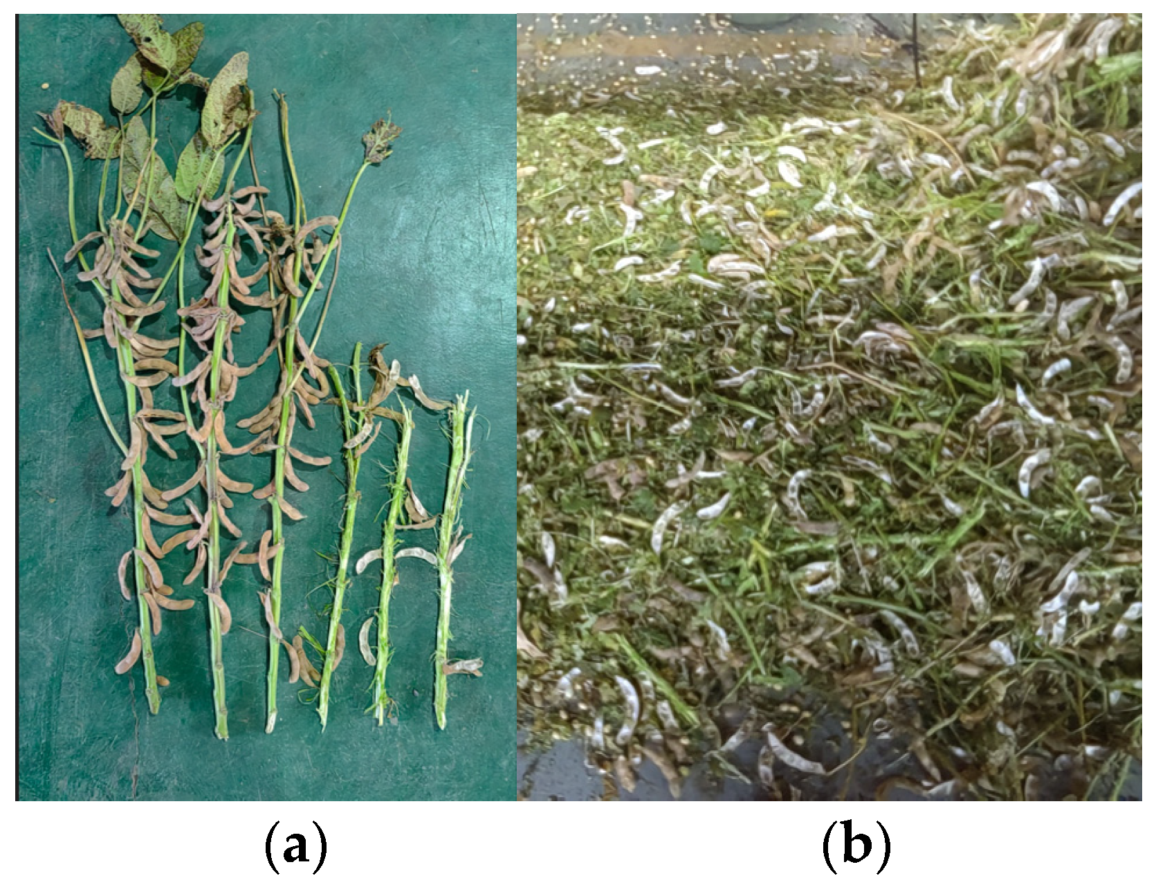 Agronomy 14 01581 g002