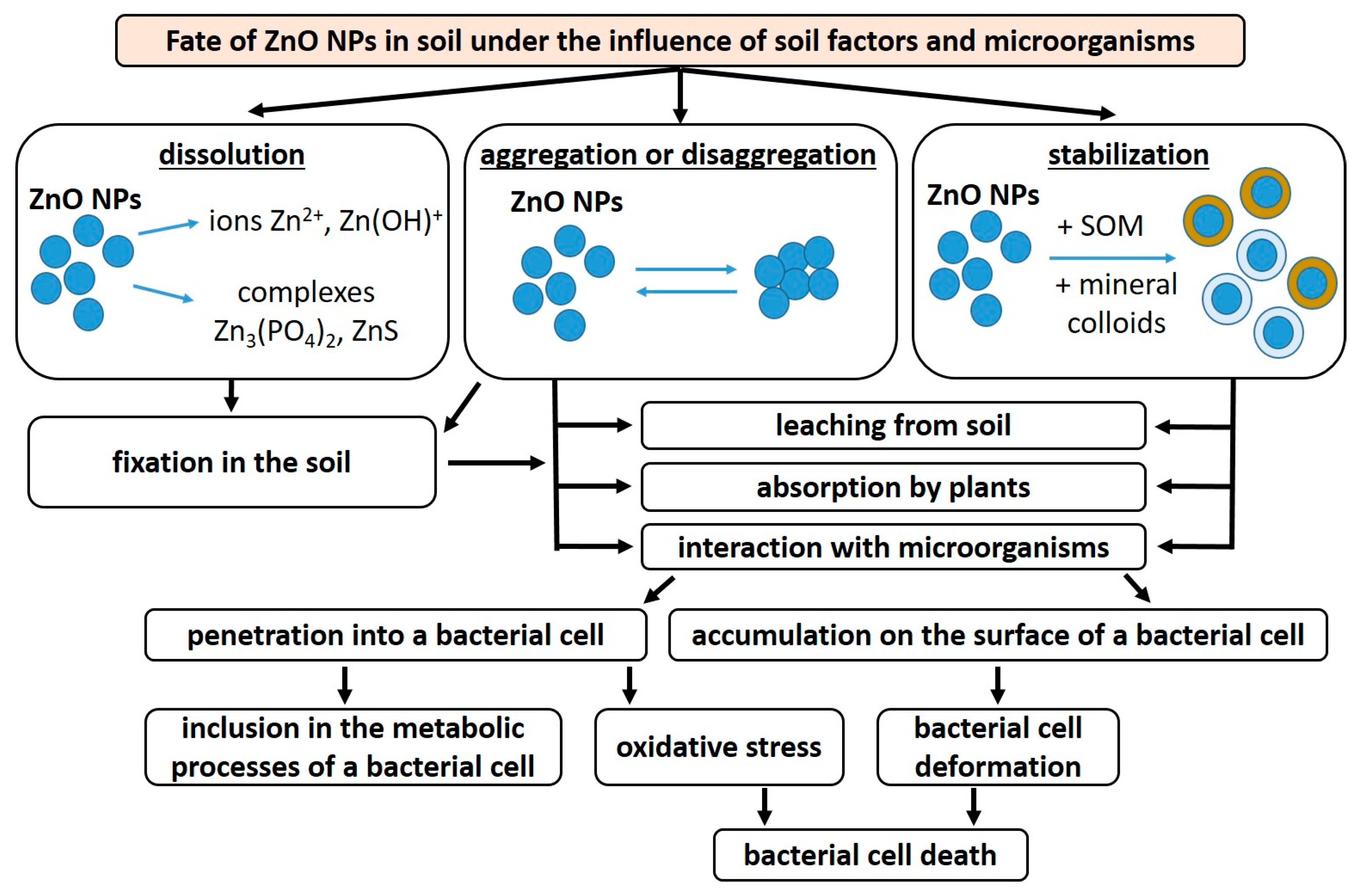 Agronomy 14 01588 g002
