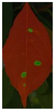 Agronomy 14 01589 i002