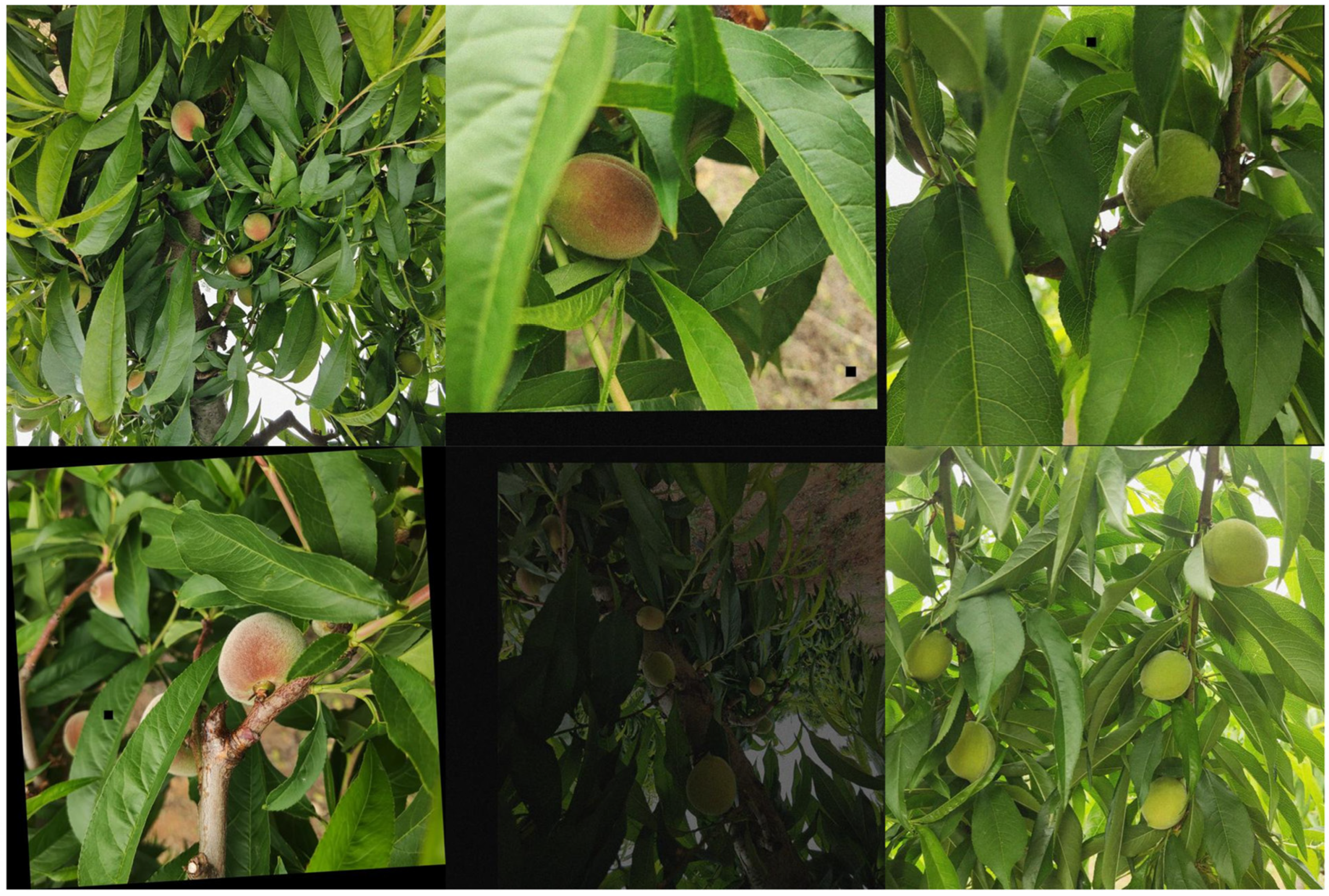 Agronomy 14 01628 g001