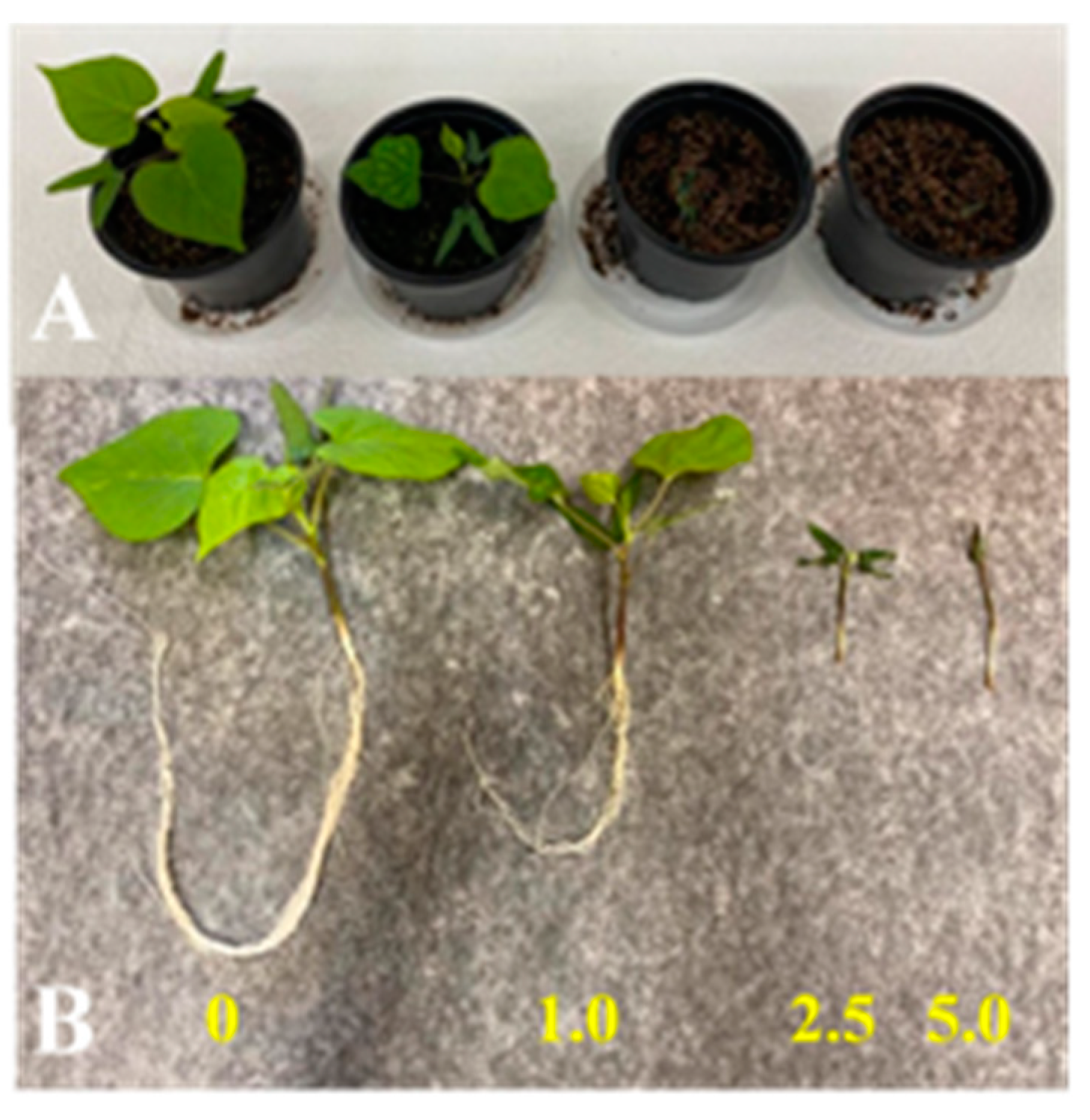 Agronomy 14 01633 g001