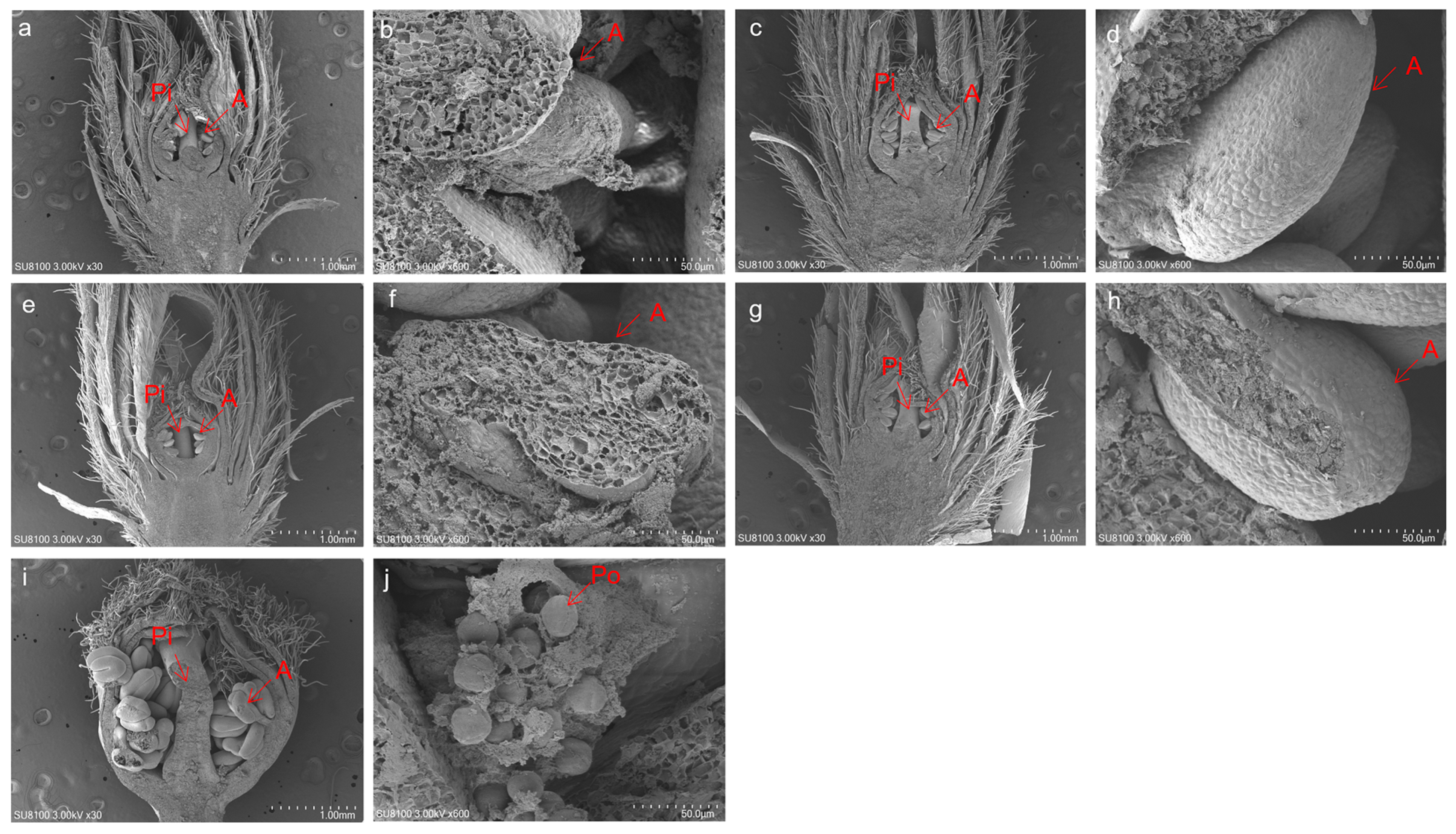 Agronomy 14 01637 g004a