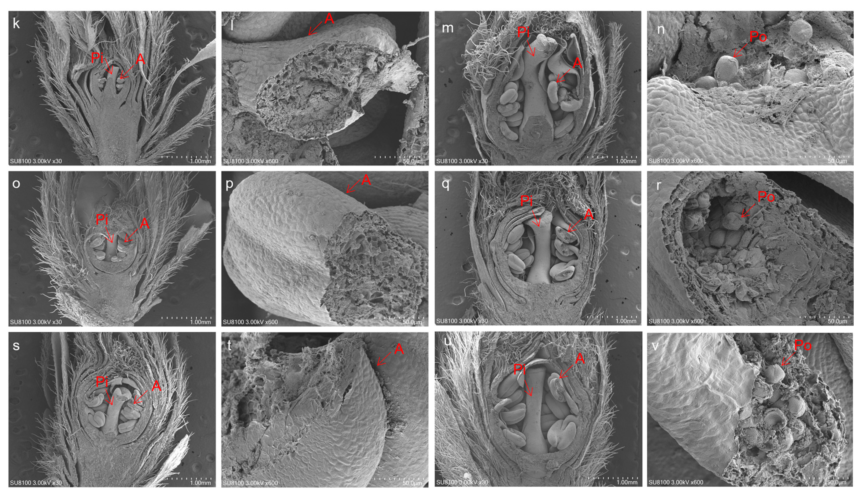 Agronomy 14 01637 g004b