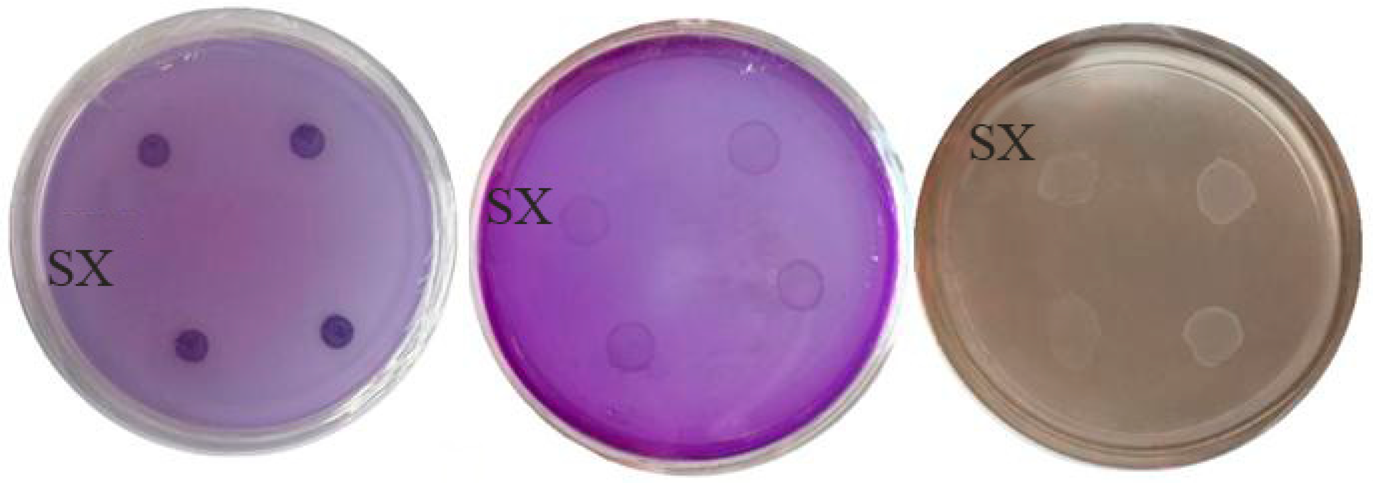 Agronomy 14 01642 g002