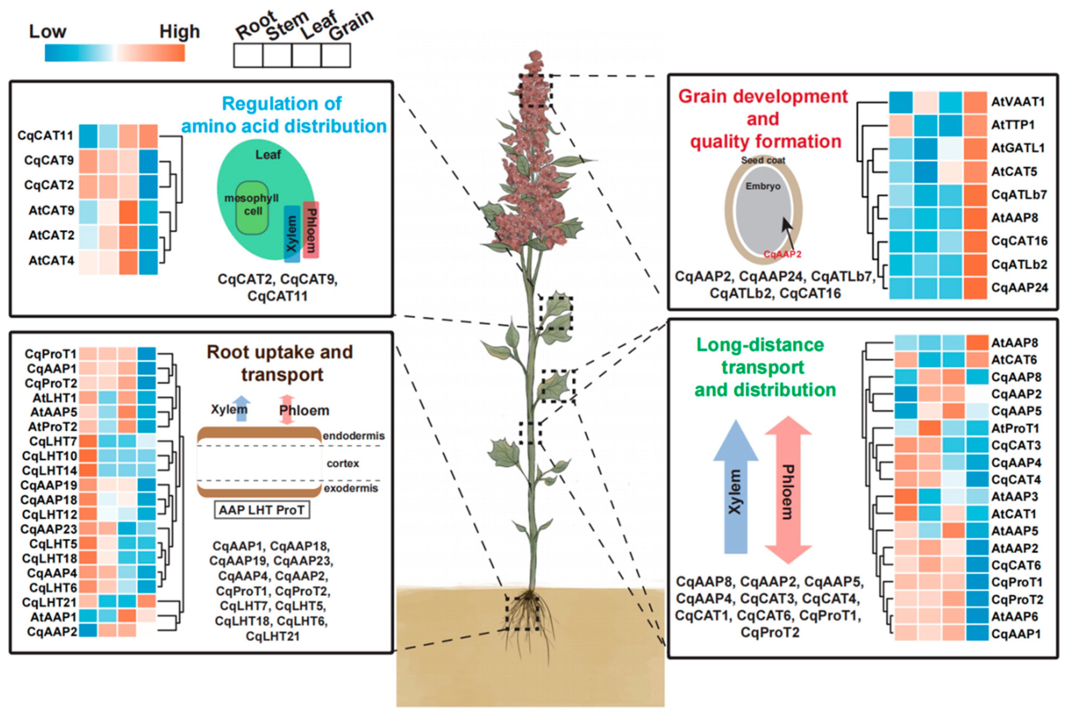 Agronomy 14 01648 g009 Agronomy 14 01648 g009