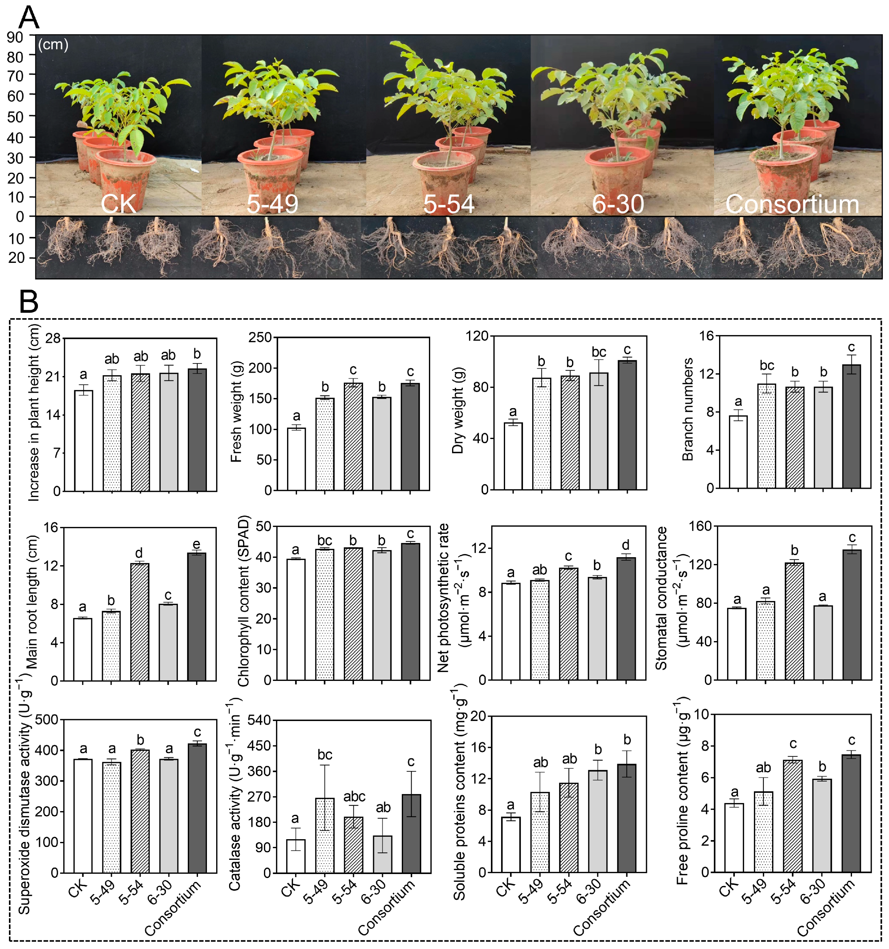 Agronomy 14 01657 g004