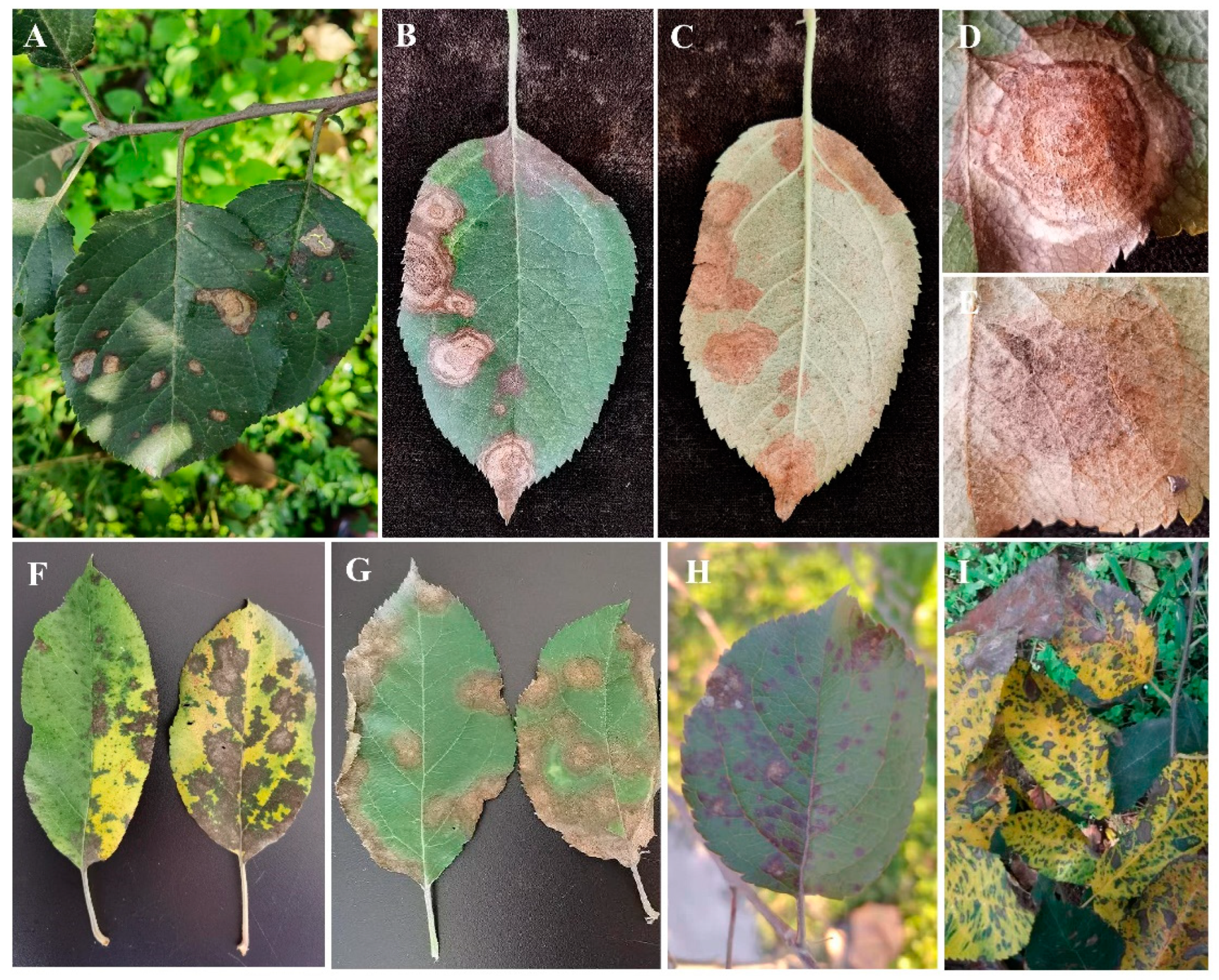 Occurrence of Neopestalotiopsis clavispora Causing Apple