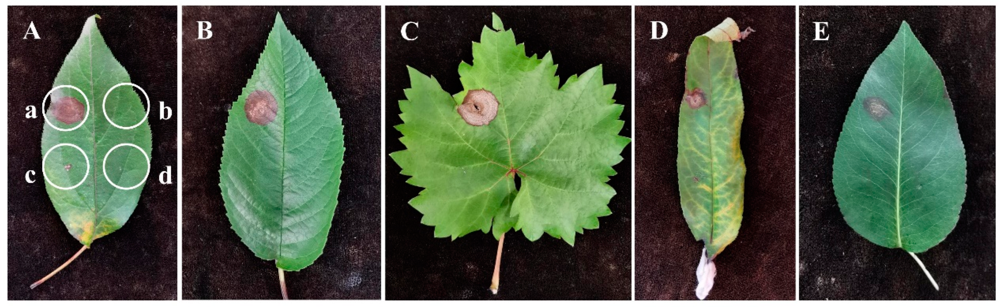 Agronomy 14 01658 g006