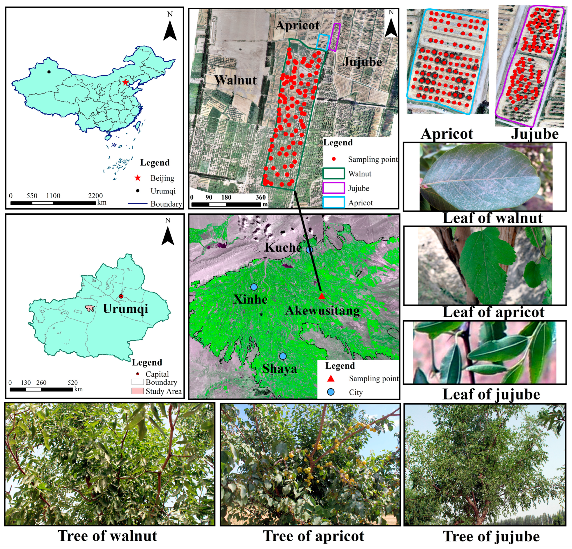 Agronomy 14 01664 g001