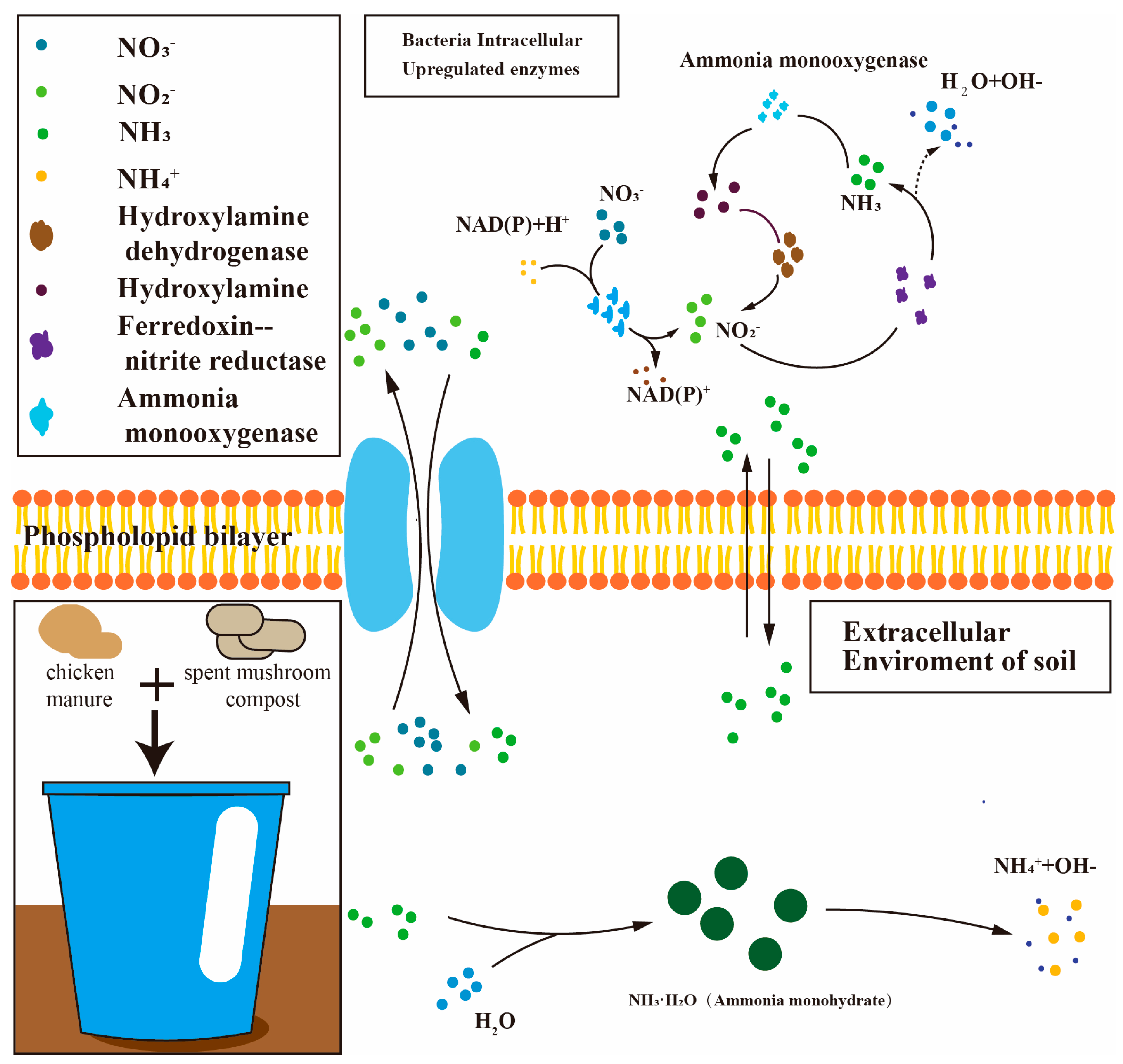 Agronomy 14 01675 g001