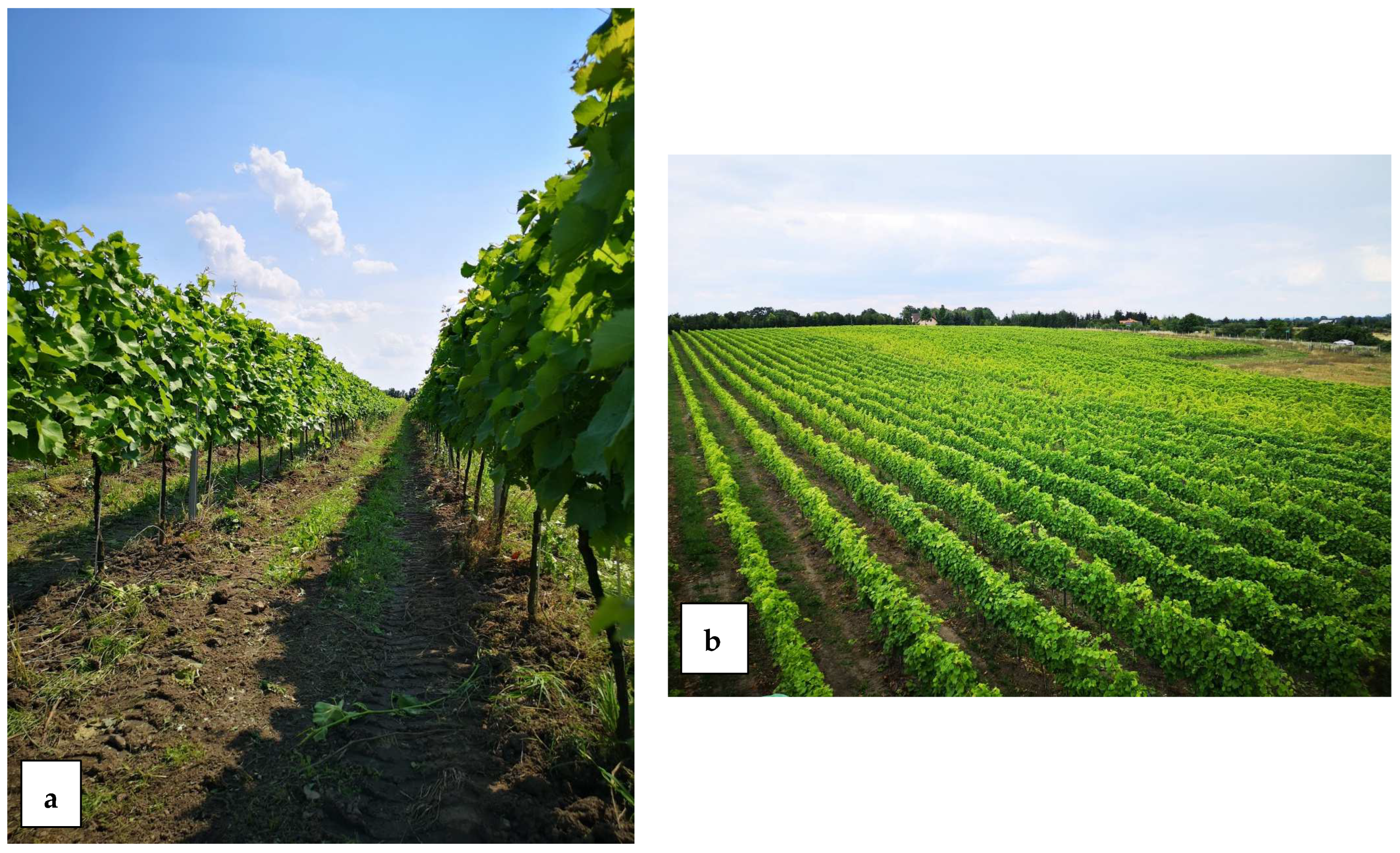Agronomy 14 01677 g003