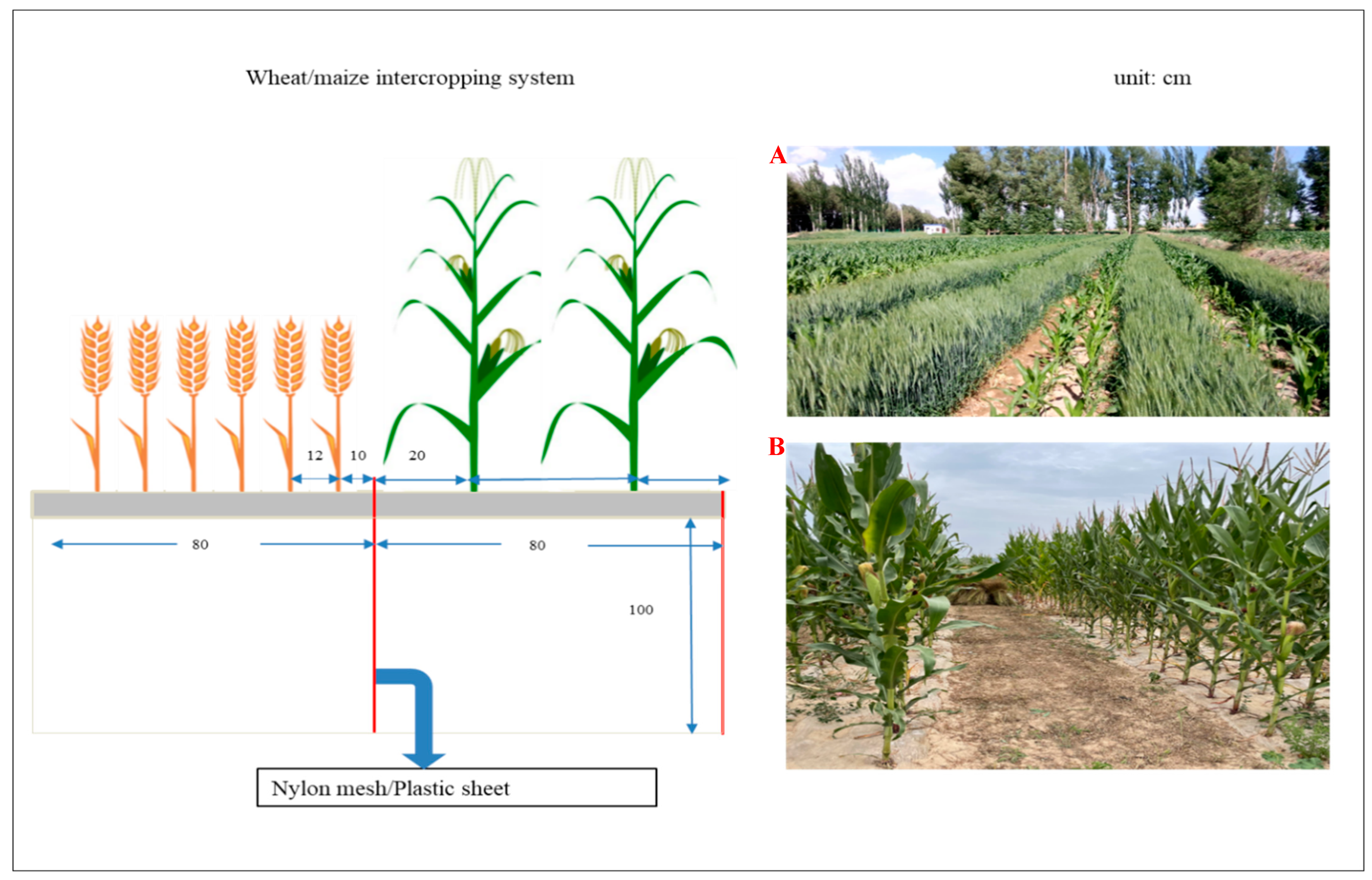 Agronomy 14 01683 g002 Agronomy 14 01683 g002