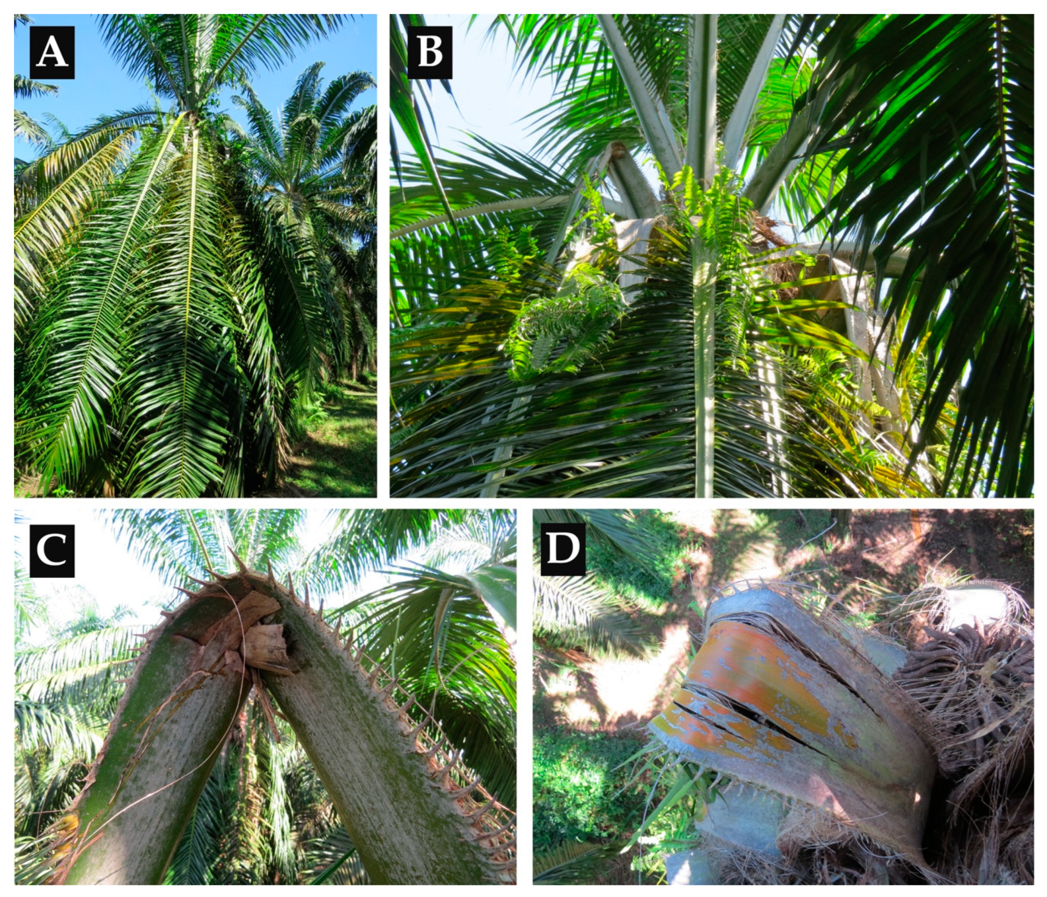 Agronomy 14 01686 g002