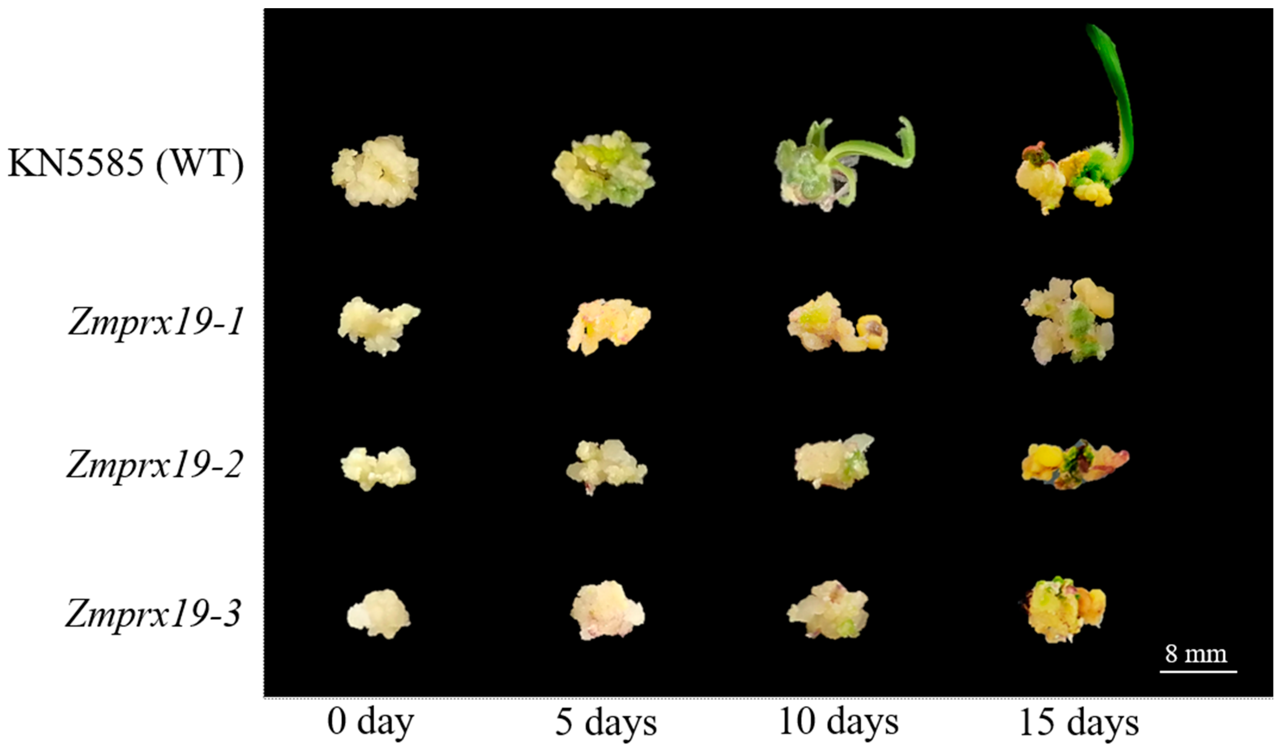 Agronomy 14 01689 g001