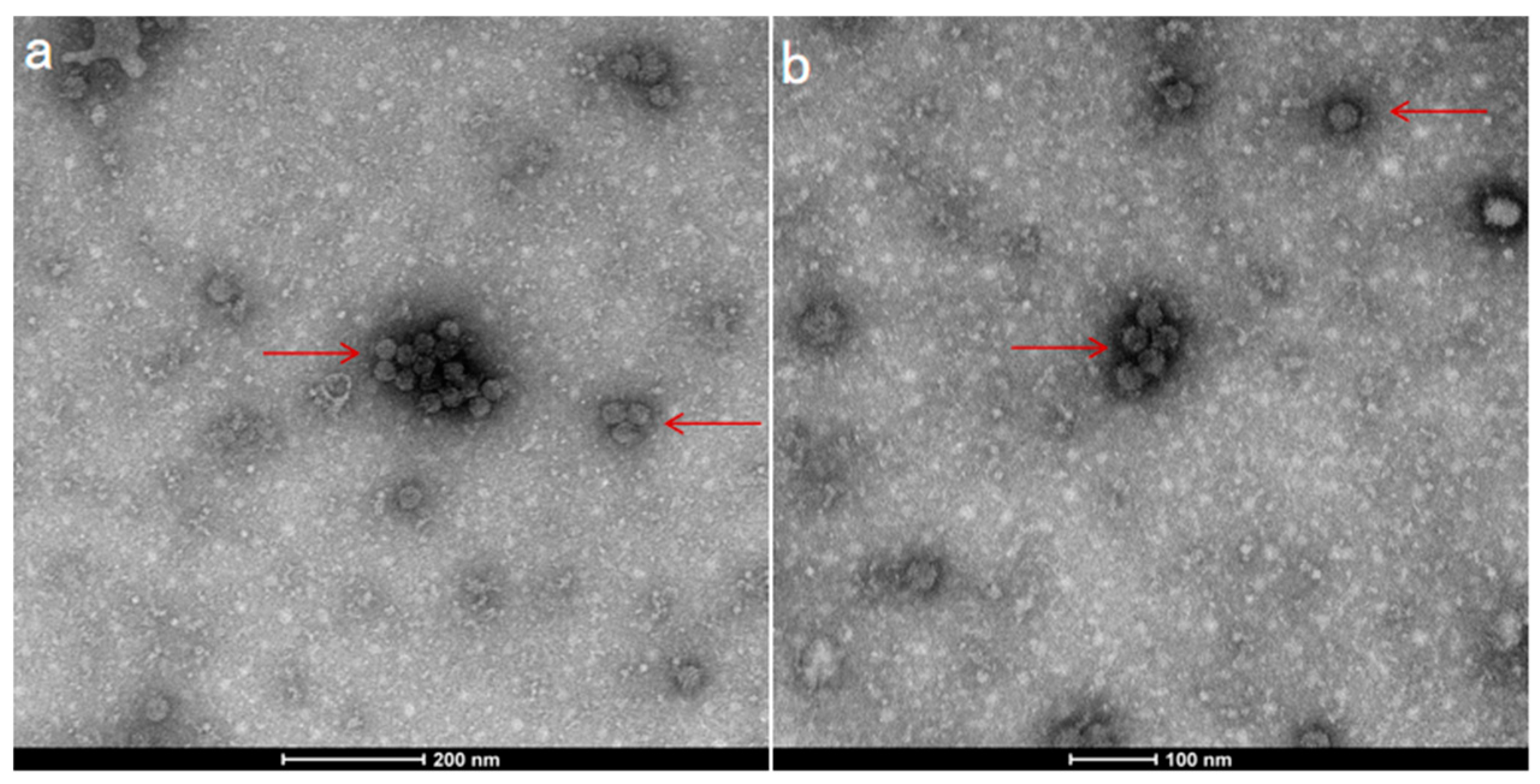 Agronomy 14 01709 g002