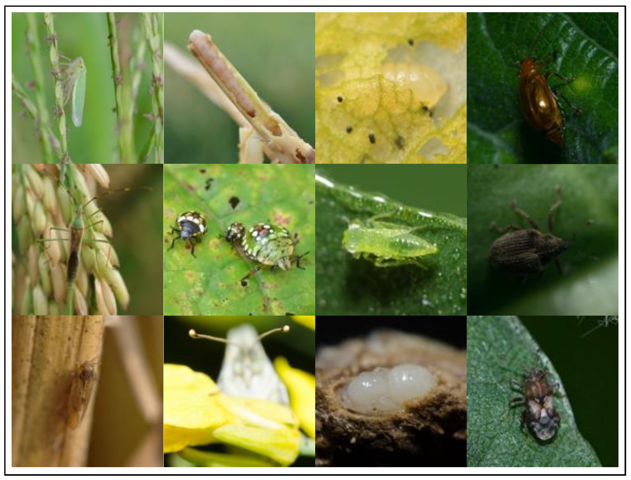 Agronomy 14 01729 g001