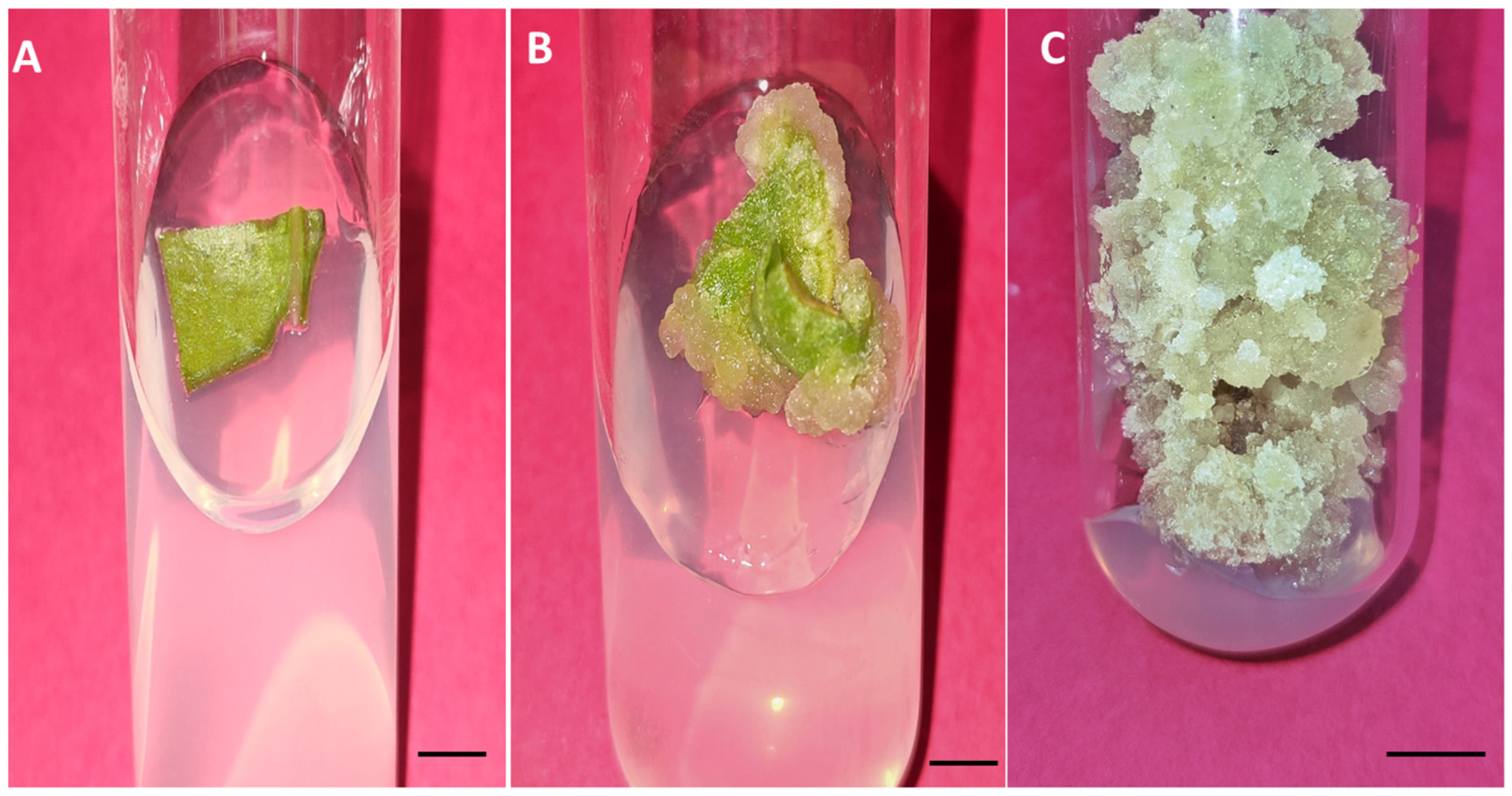 Agronomy 14 01743 g001