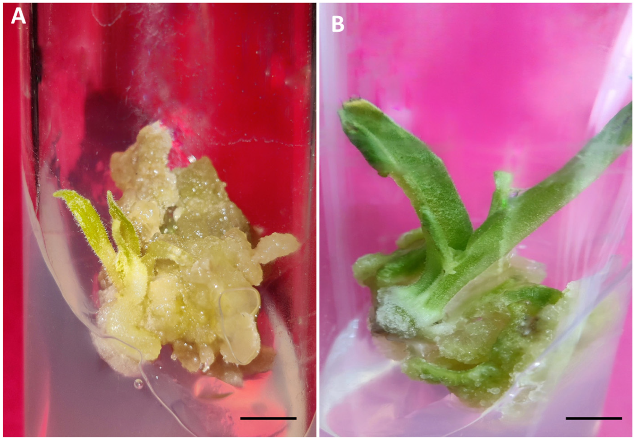 Agronomy 14 01743 g002