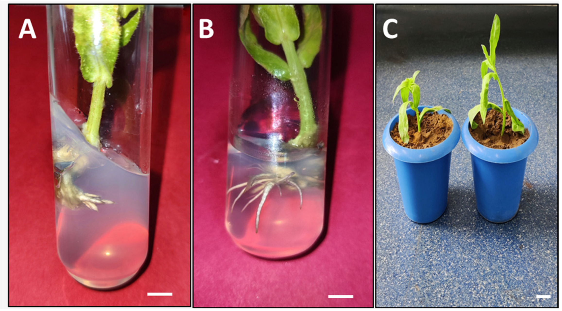 Agronomy 14 01743 g003