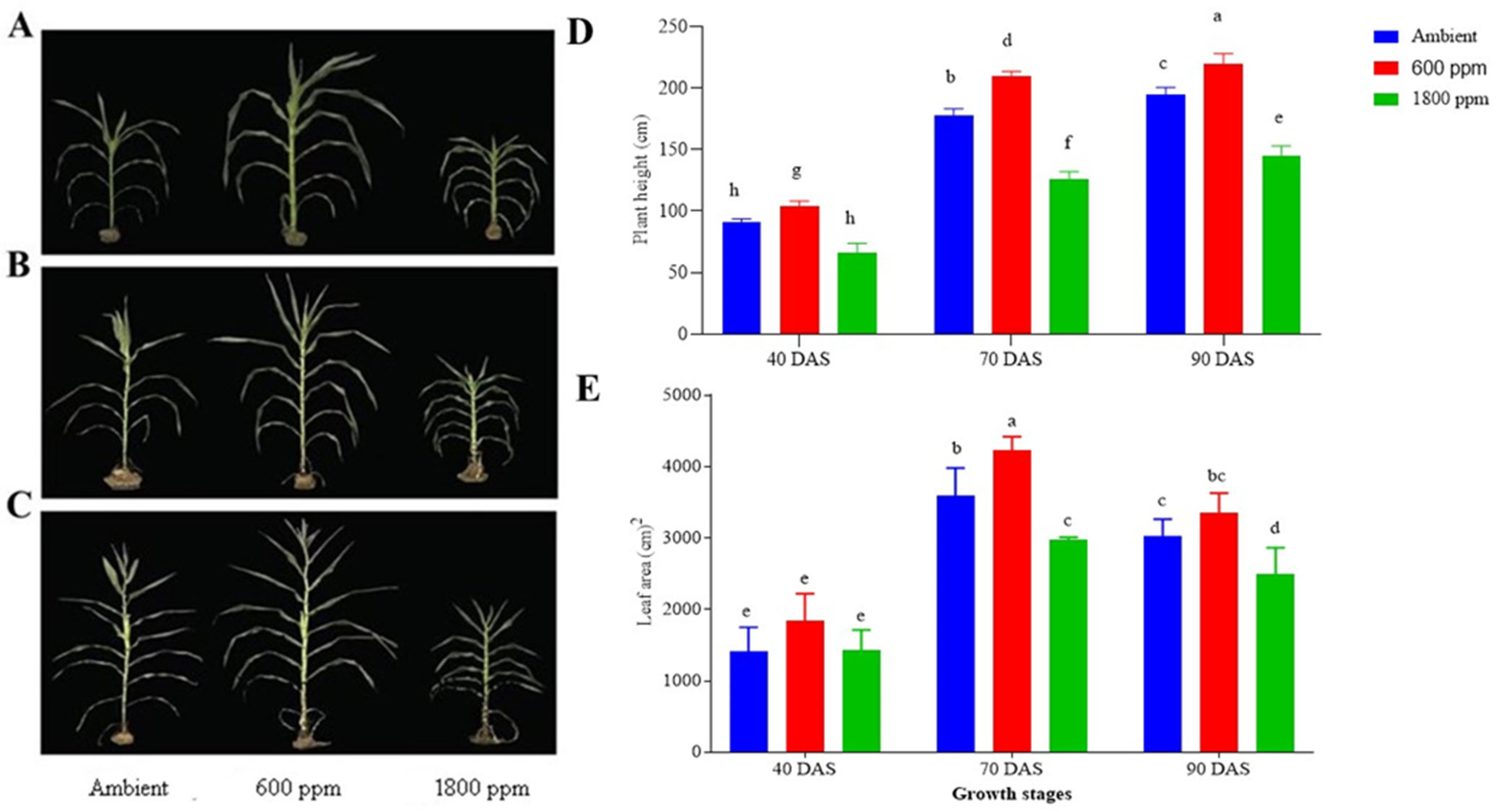 Agronomy 14 01751 g002