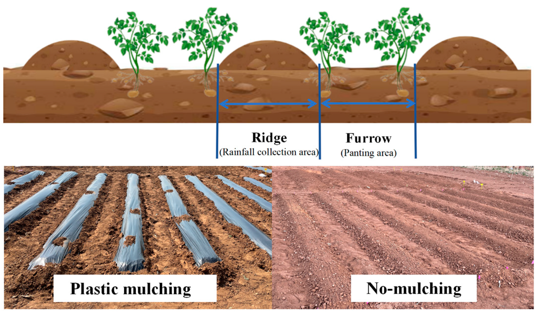 Optimizing Ridge–Furrow Rainwater-Harvesting Strategies for