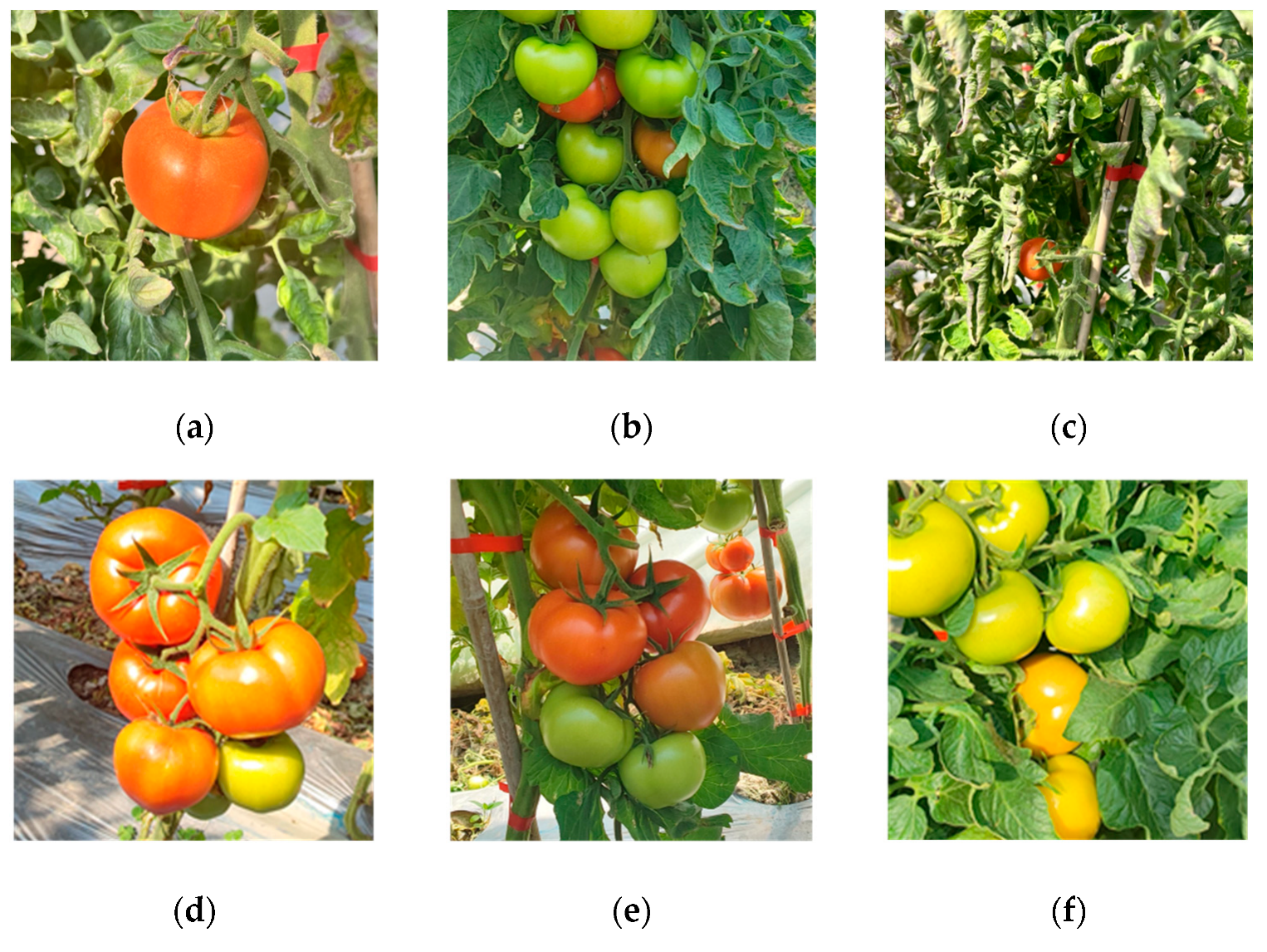 Agronomy 14 01764 g001