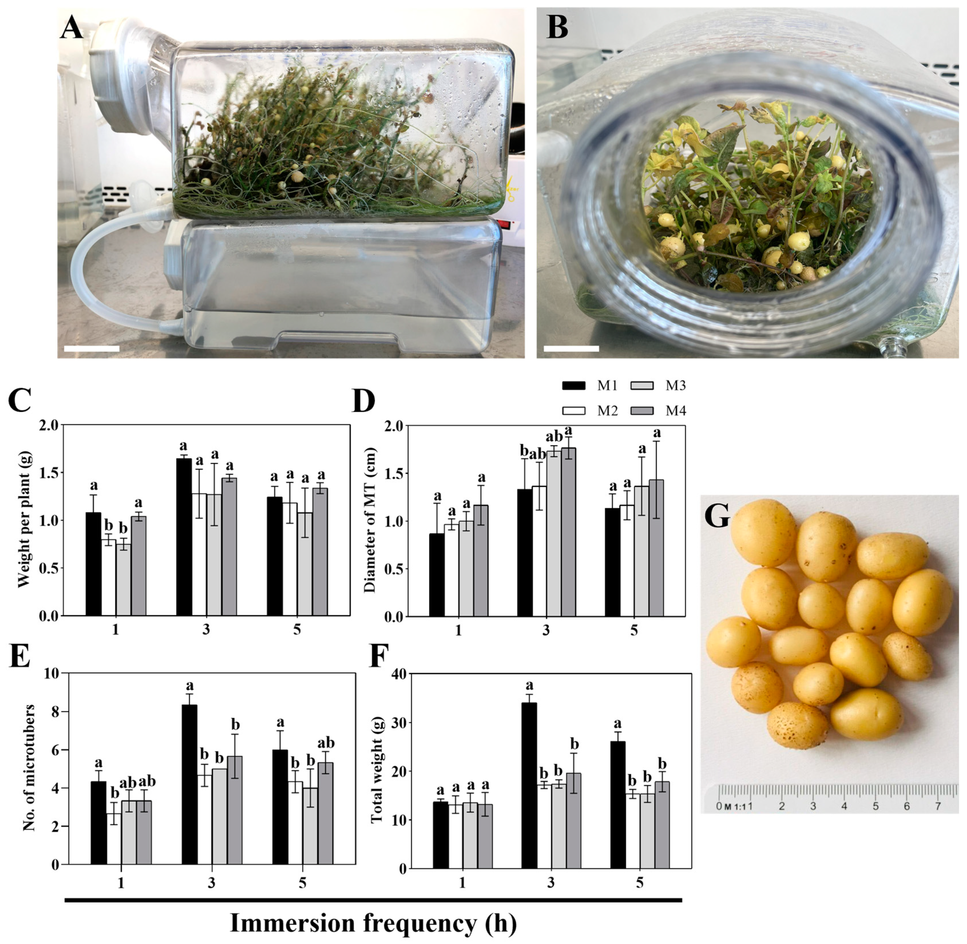 Agronomy 14 01782 g004