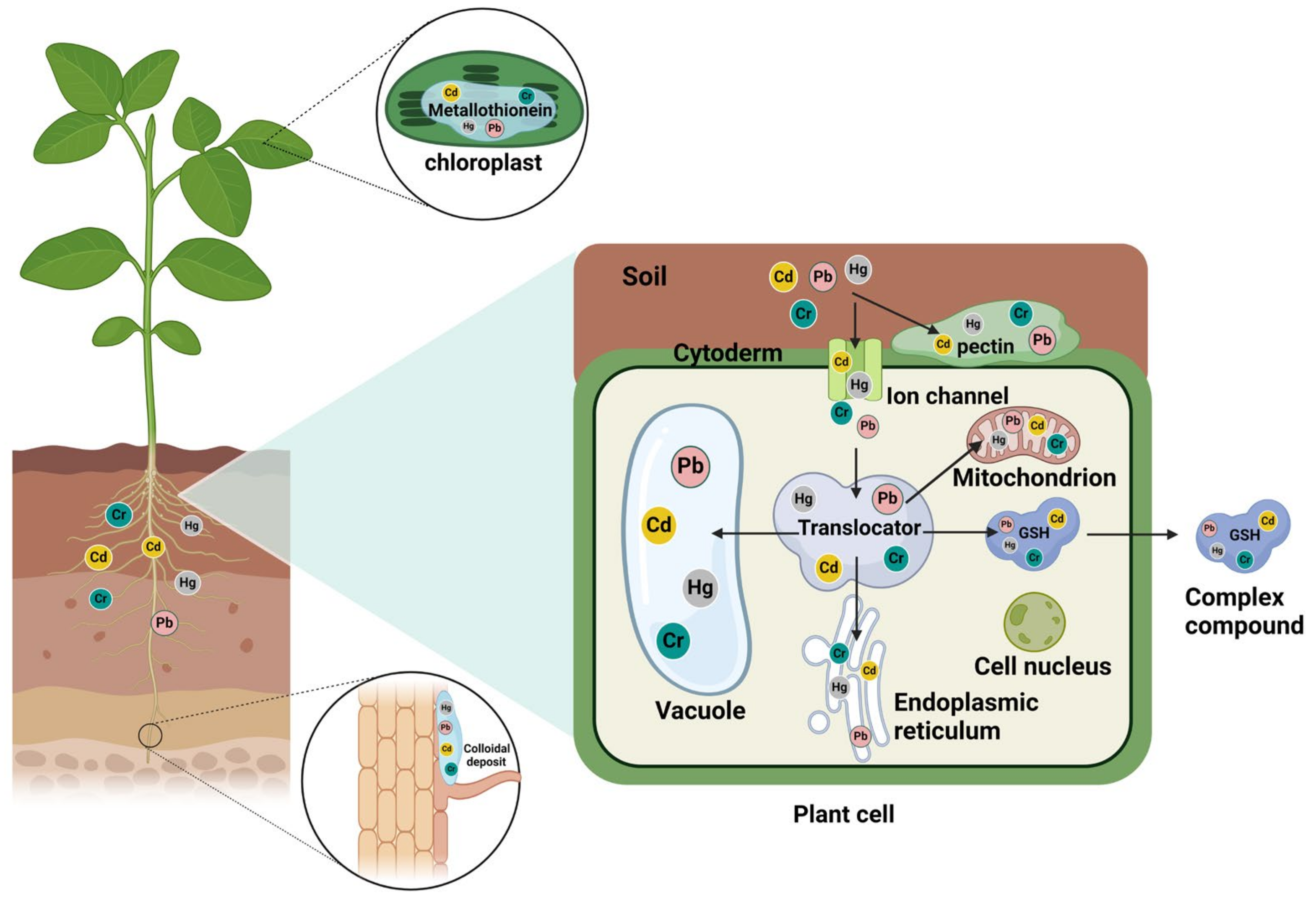 Agronomy 14 01787 g001