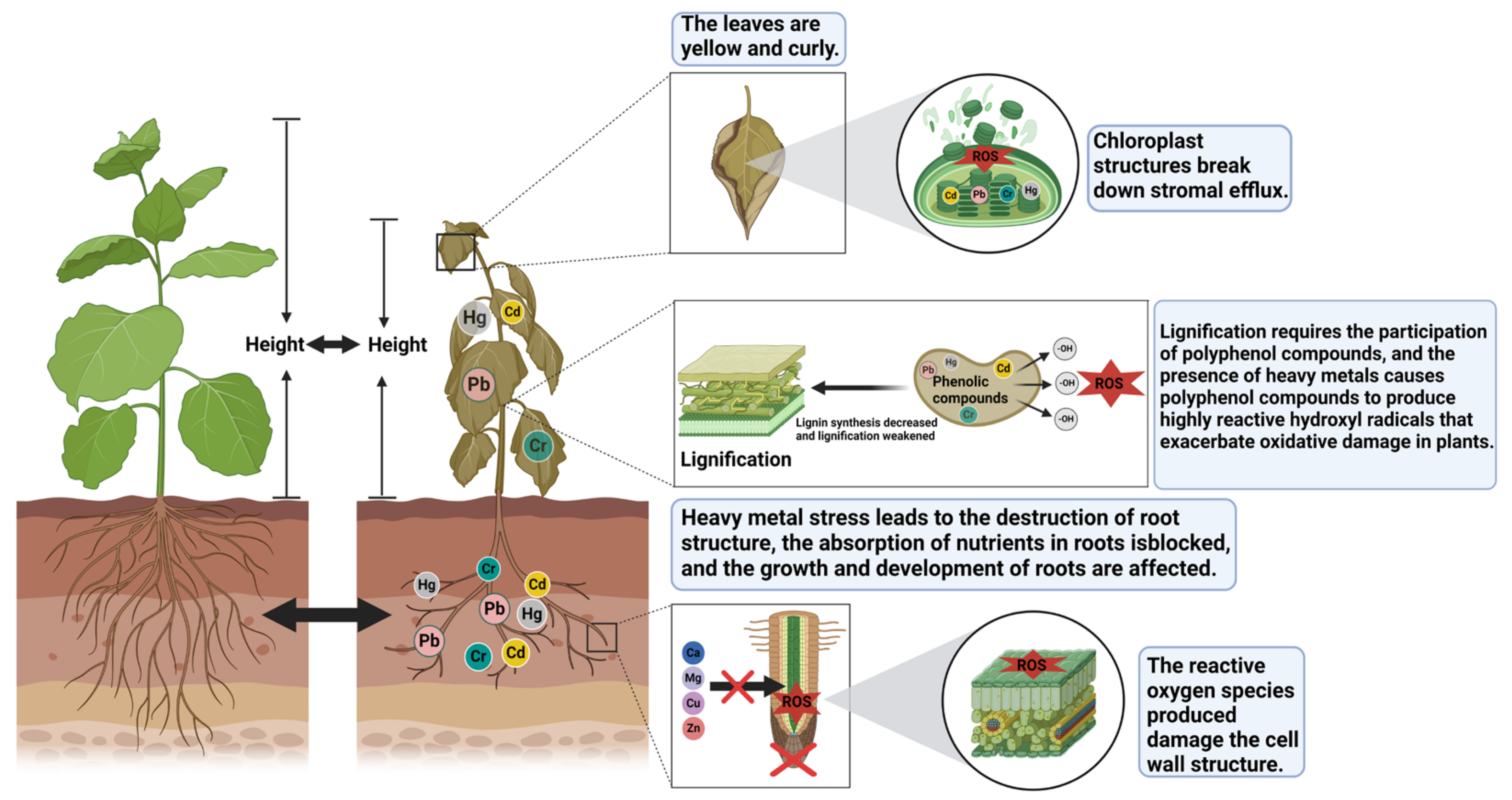 Agronomy 14 01787 g002