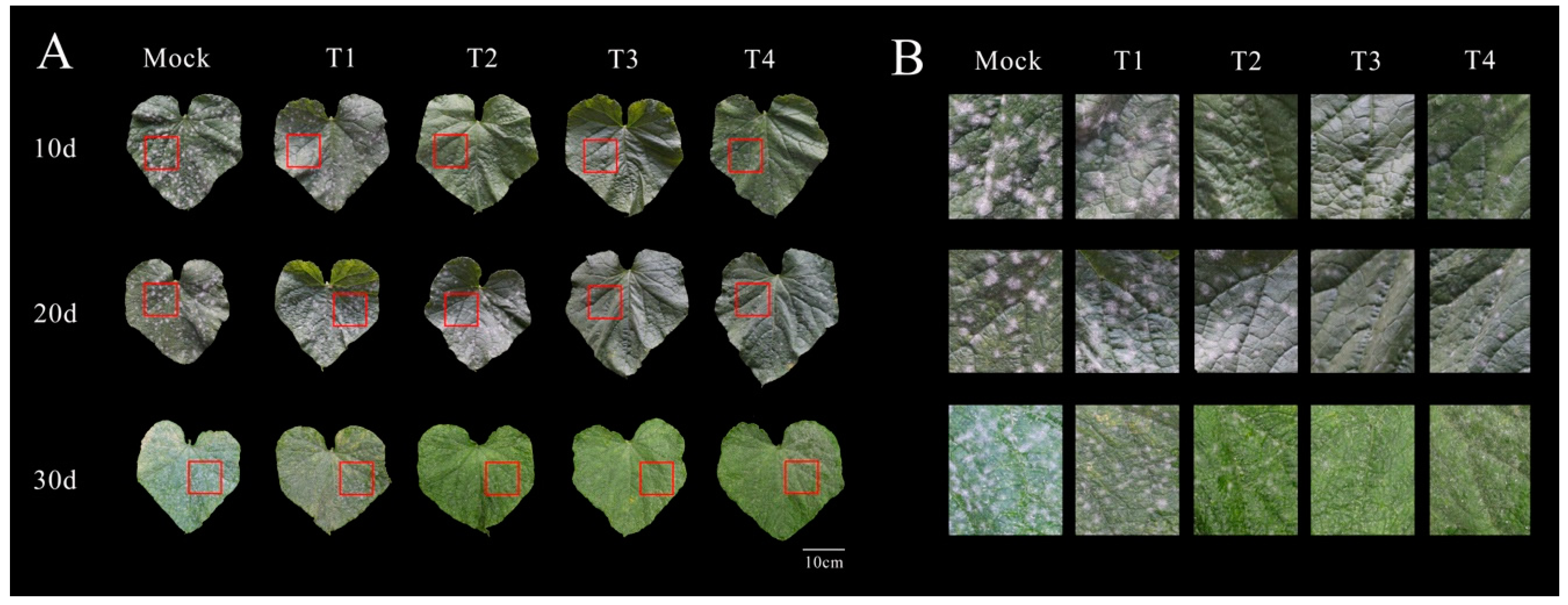 Agronomy 14 01799 g003