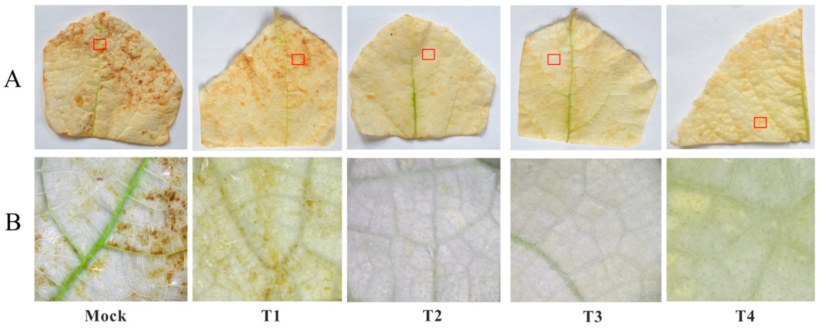 Agronomy 14 01799 g005
