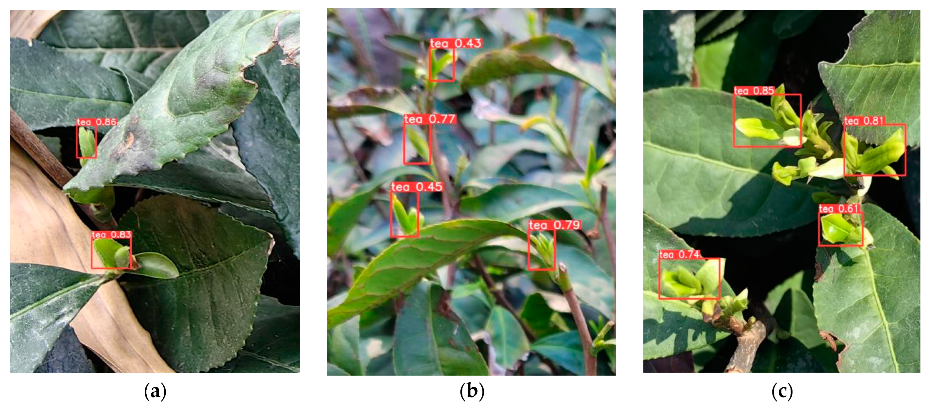 Agronomy 14 01800 g013