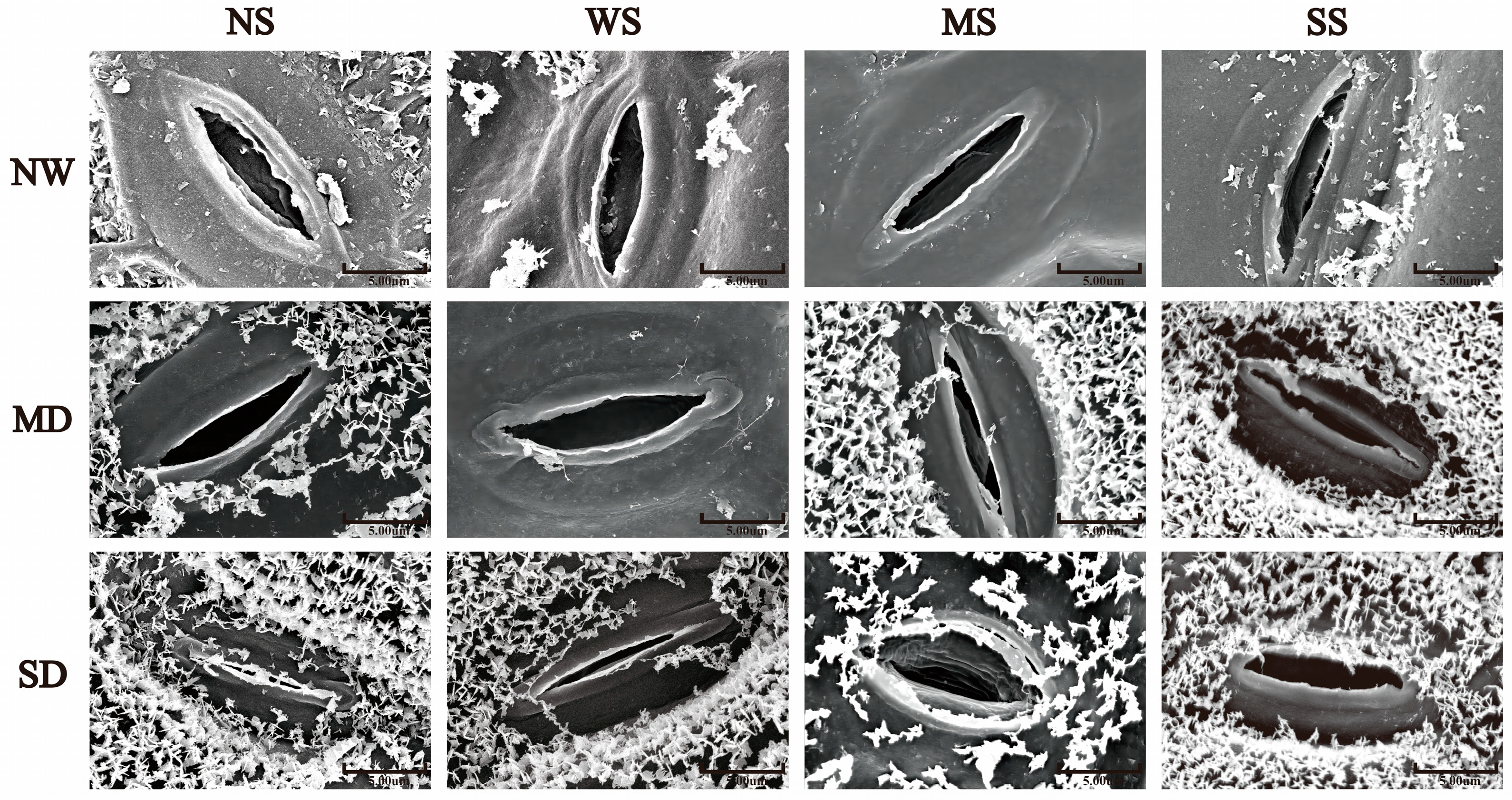 Agronomy 14 01803 g001