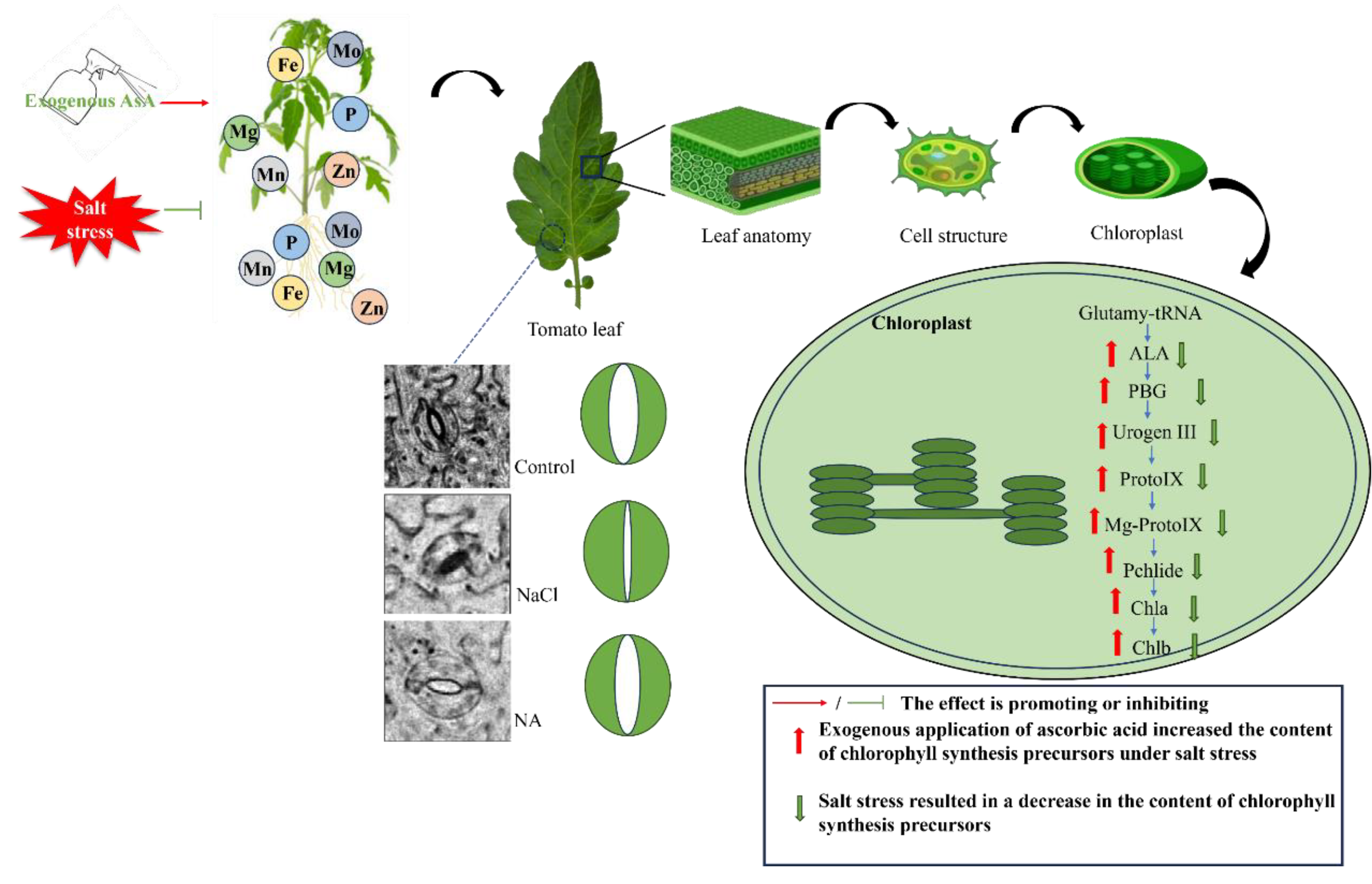 Agronomy 14 01810 g010
