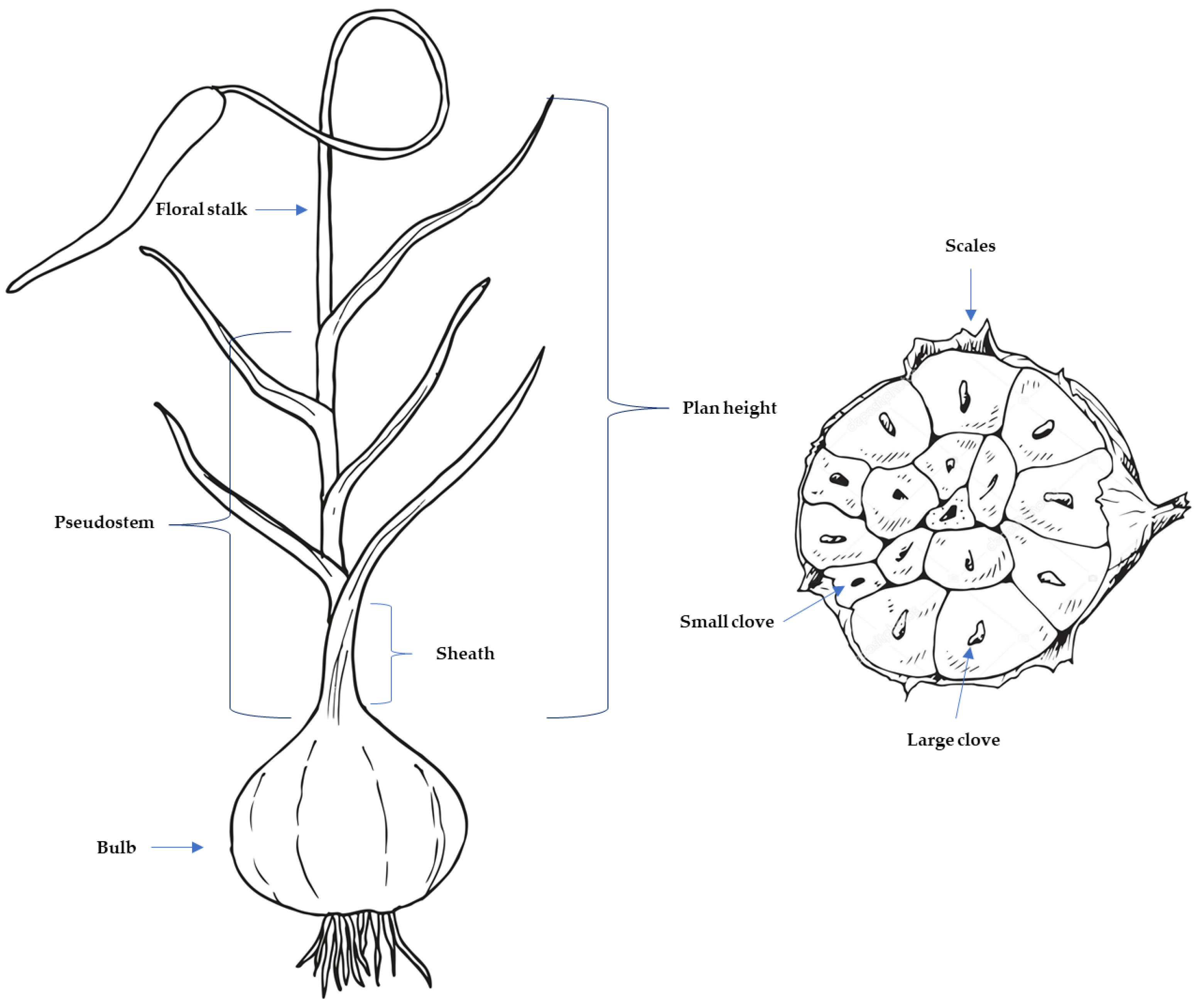 Agronomy 14 01812 g001