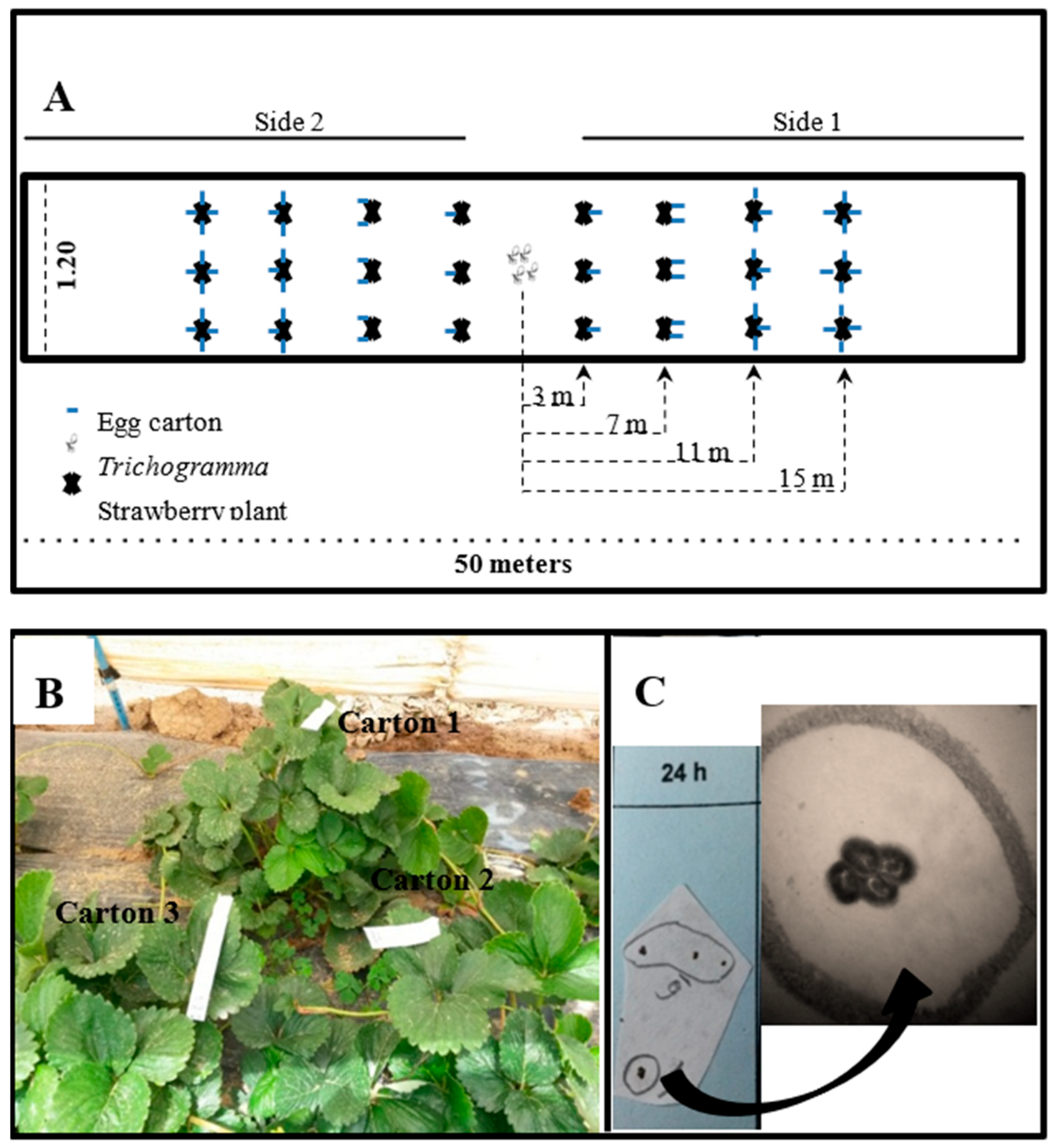 Agronomy 14 01813 g001 Agronomy 14 01813 g001
