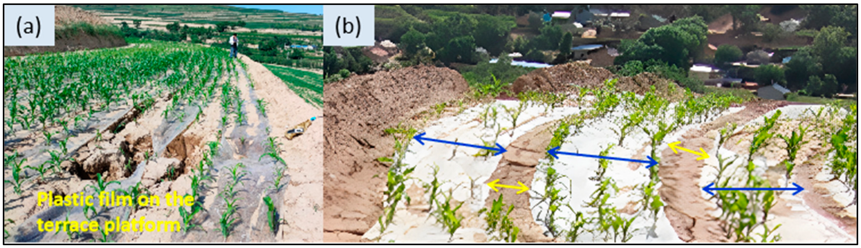 Agronomy 14 01840 g013
