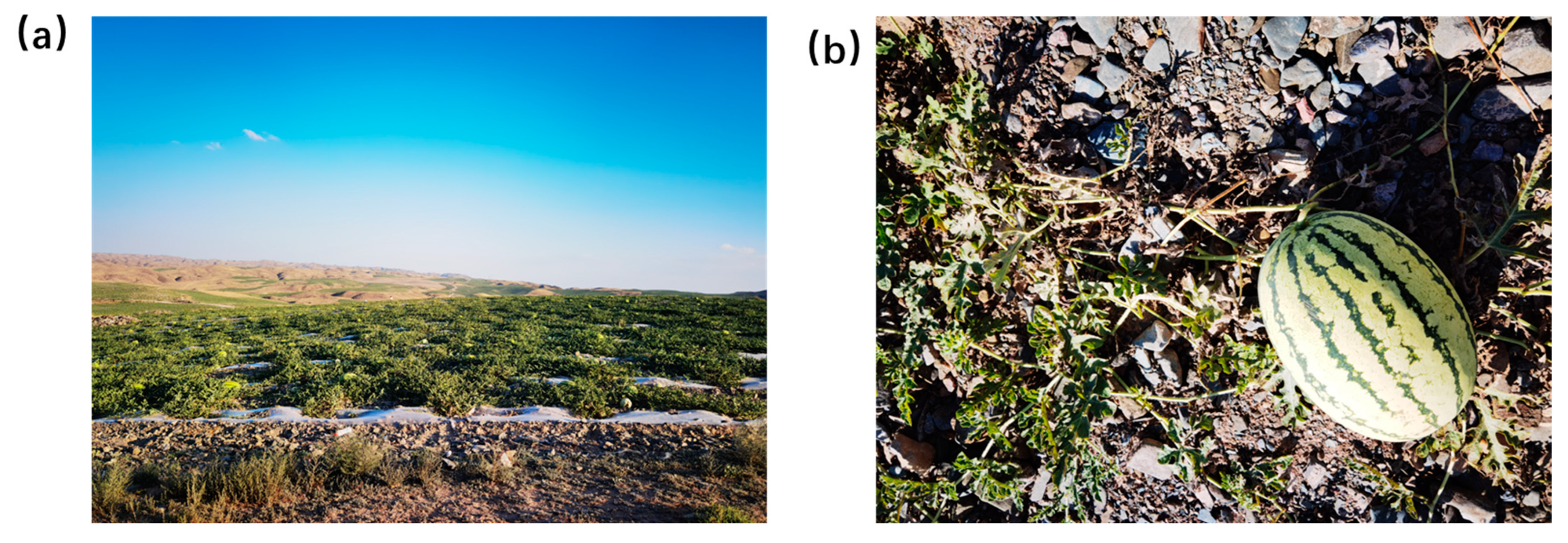 Agronomy 14 01841 g001