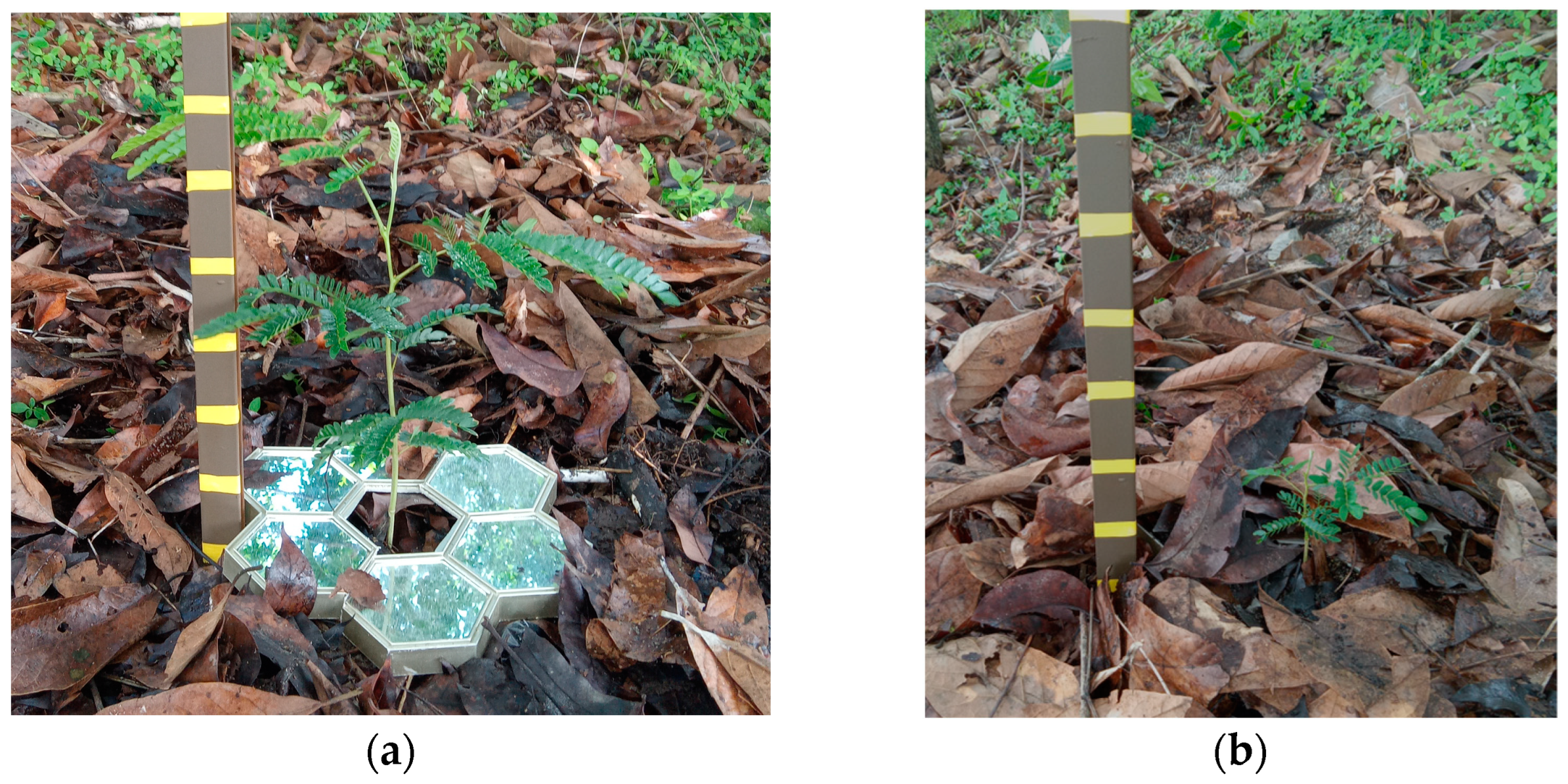 Agronomy 14 01854 g004