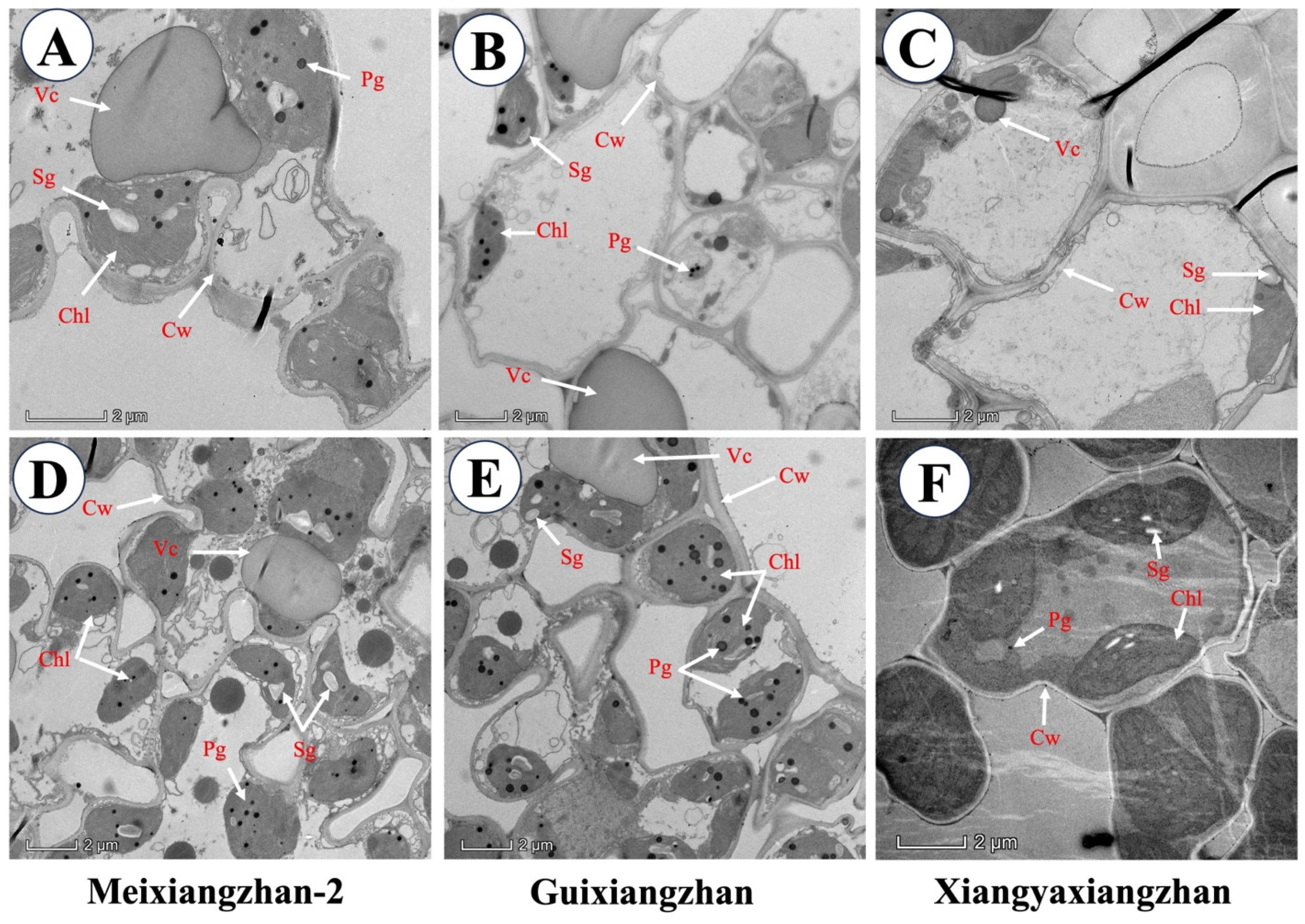 Agronomy 14 01857 g004