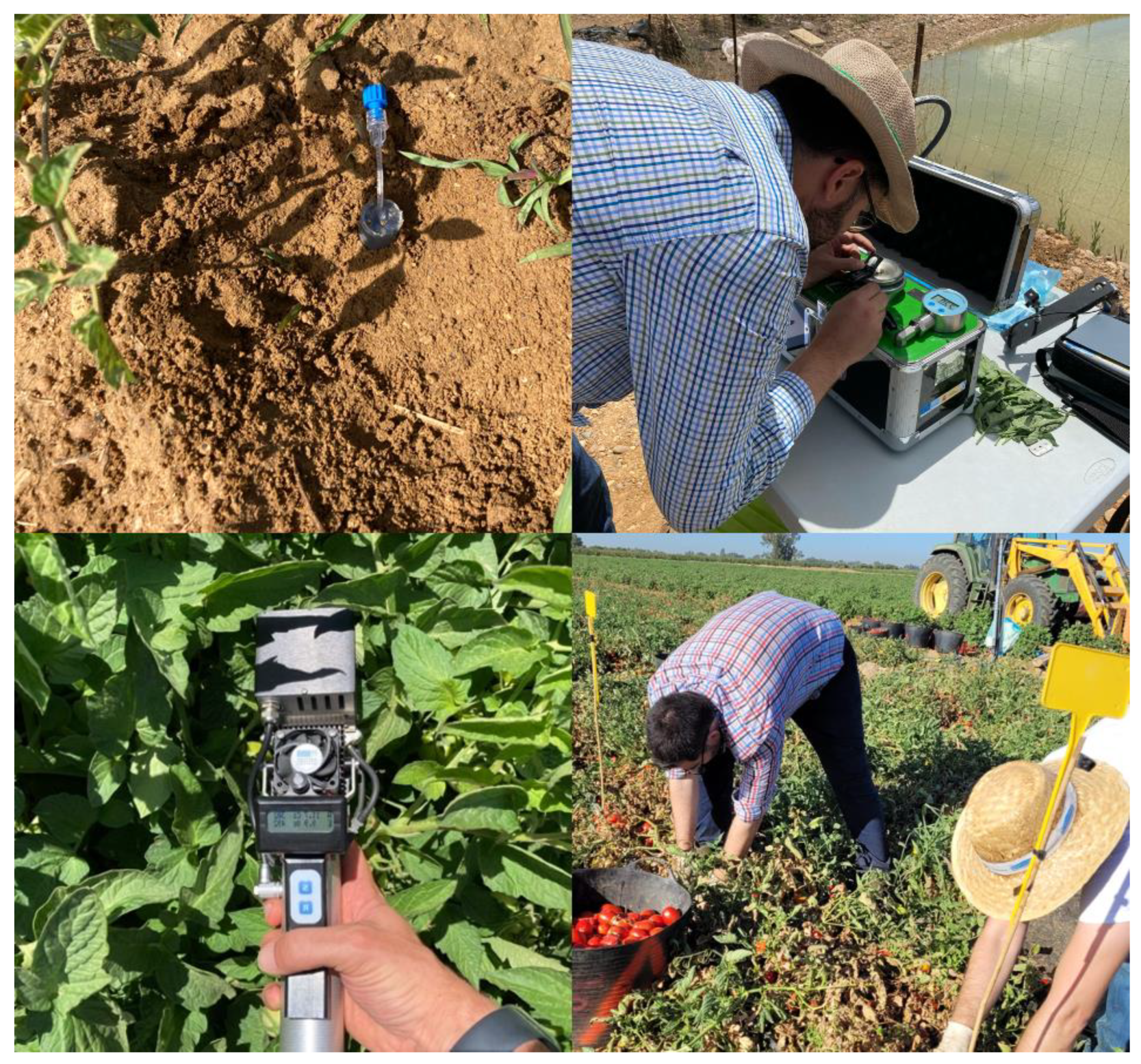 Agronomy 14 01863 g002