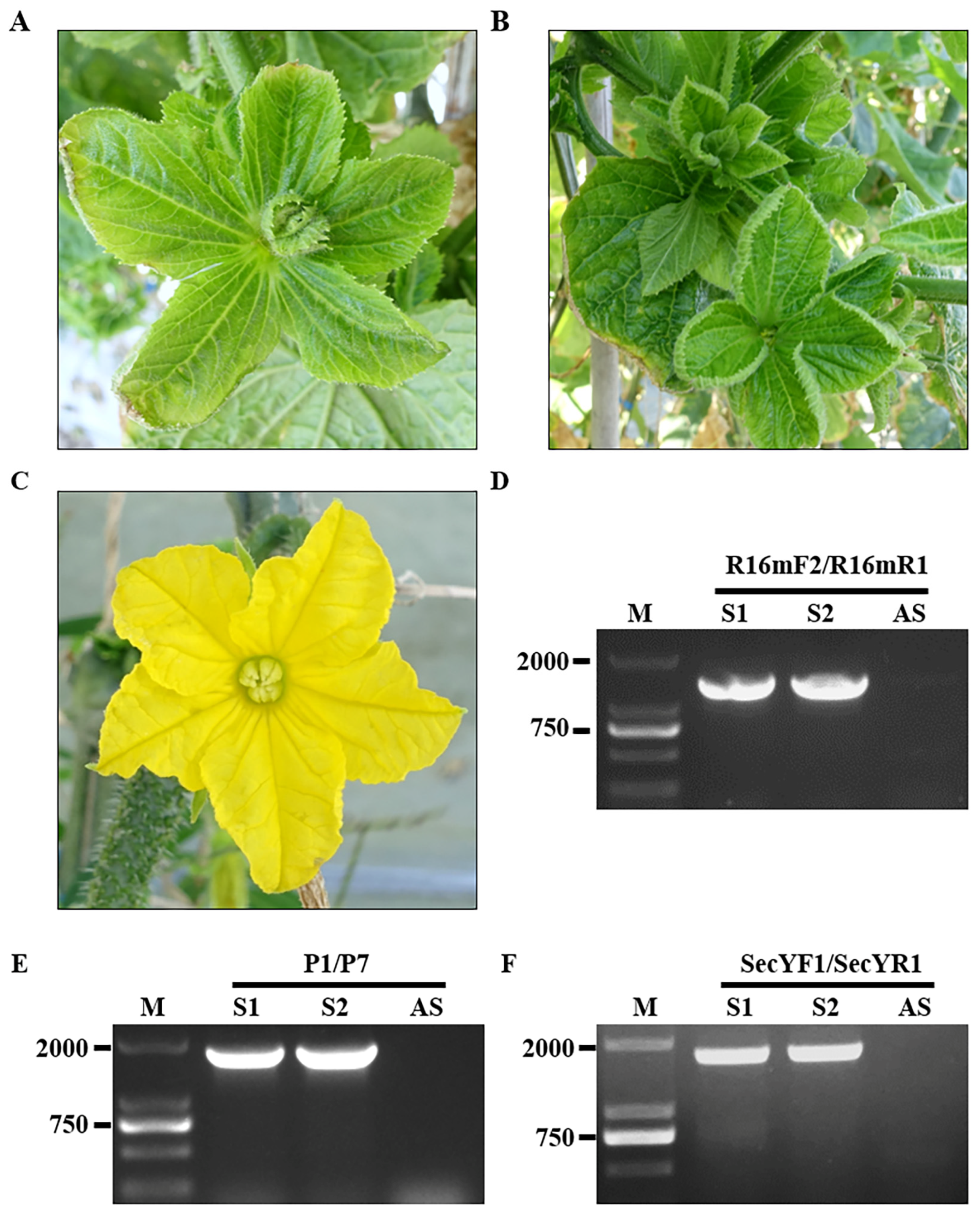 じゅん Identification and Molecular Characterization of a 16SrII-A