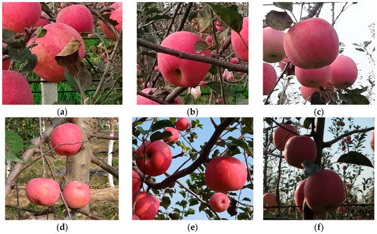 Agronomy | Free Full-Text | A Novel Fusion Perception Algorithm of Tree ...