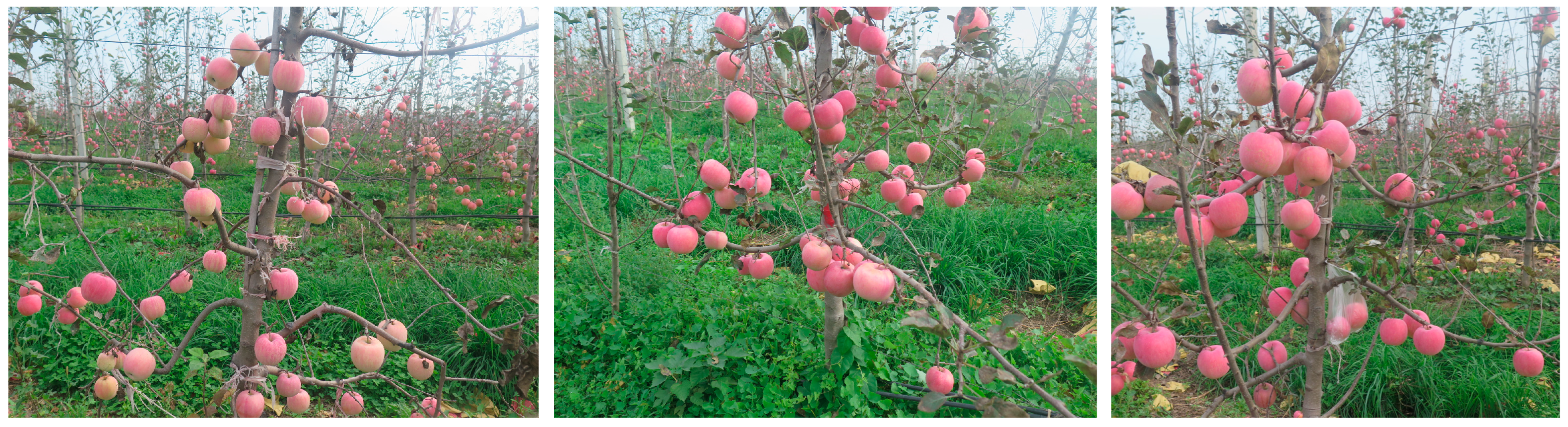 Agronomy 14 01895 g003