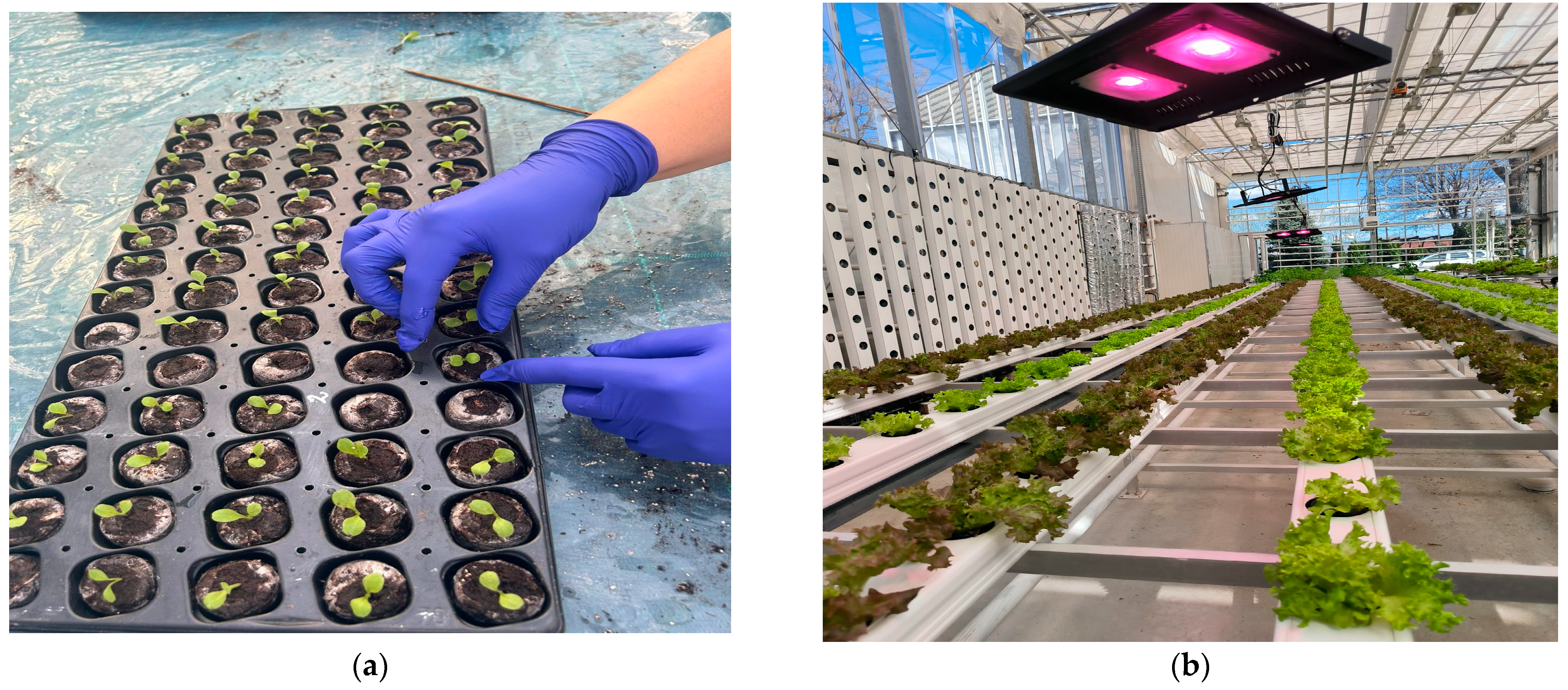 Agronomy 14 01896 g001