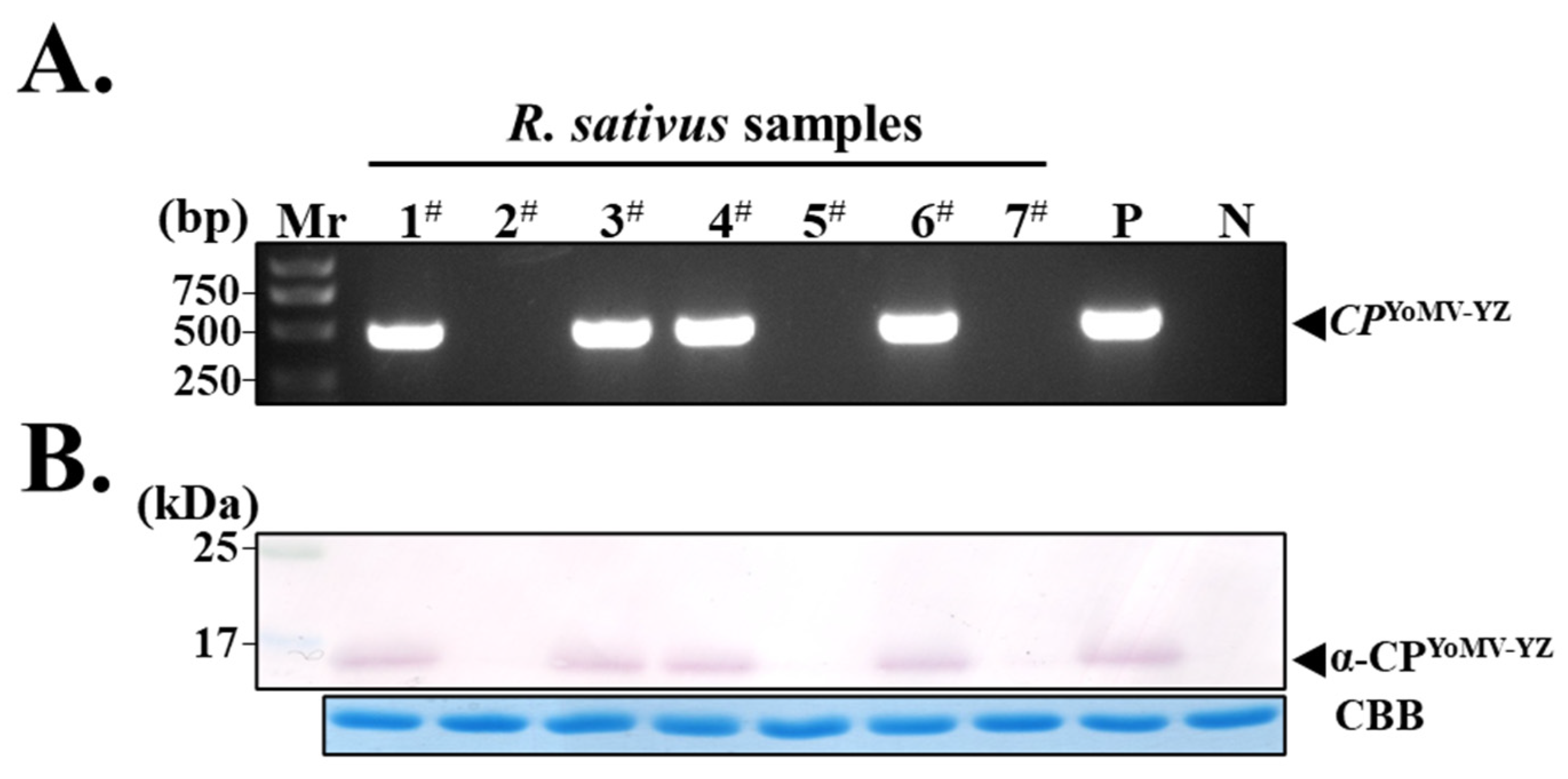 Agronomy 14 01900 g004