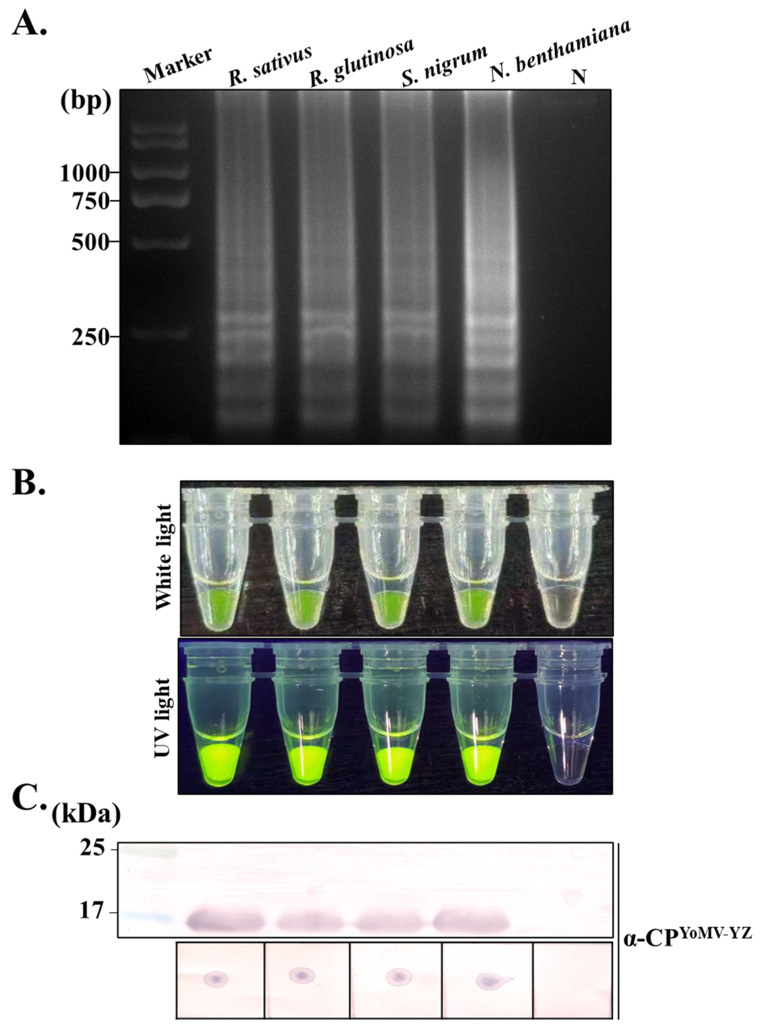 Agronomy 14 01900 g007